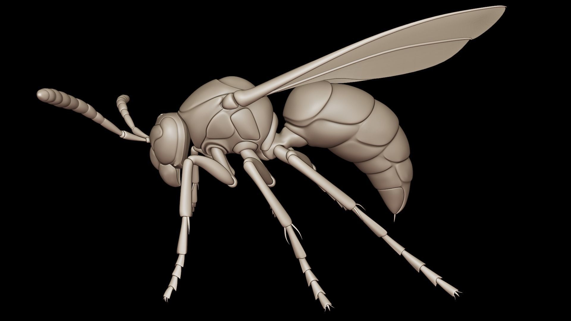 Wasp Insect Low-poly 3D model_39