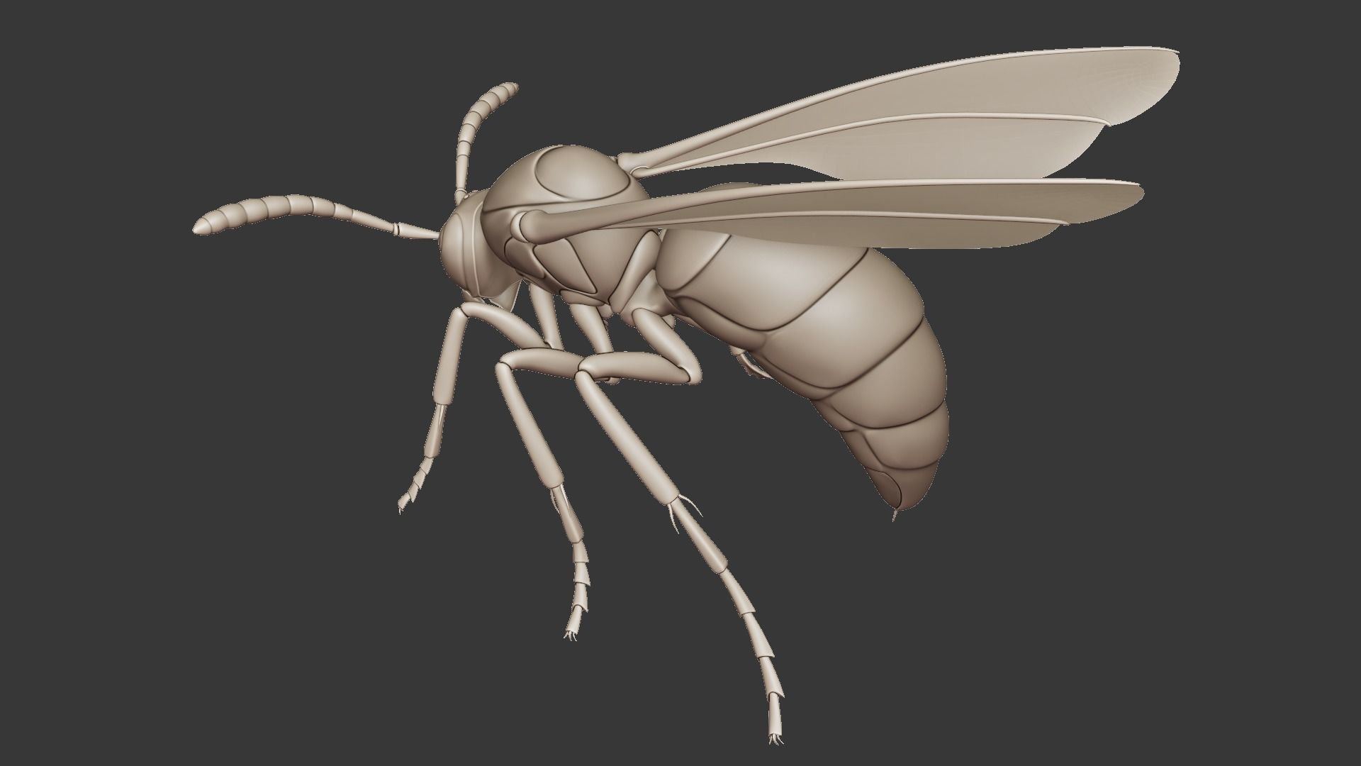 Wasp Insect Low-poly 3D model_36