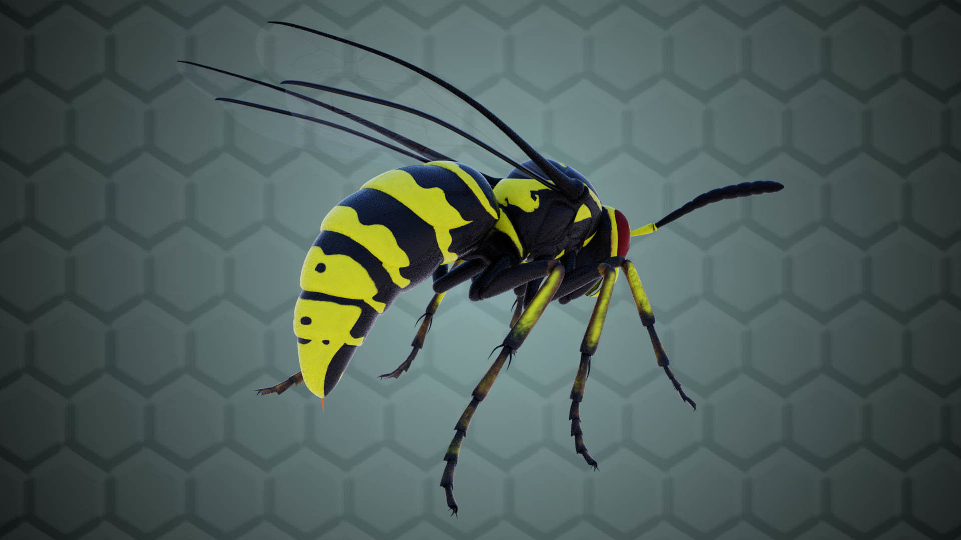 Wasp Insect Low-poly 3D model_16