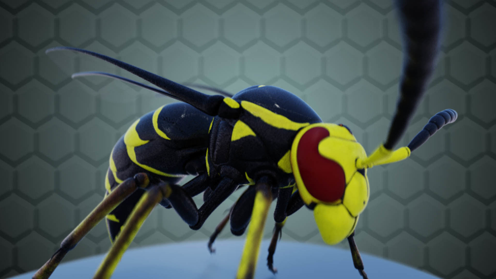 Wasp Insect Low-poly 3D model_18