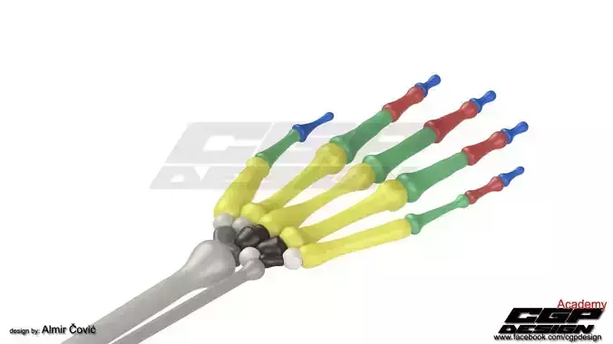 CGPdesign academySkeleton hand- design by Almir Covic Free 3D model