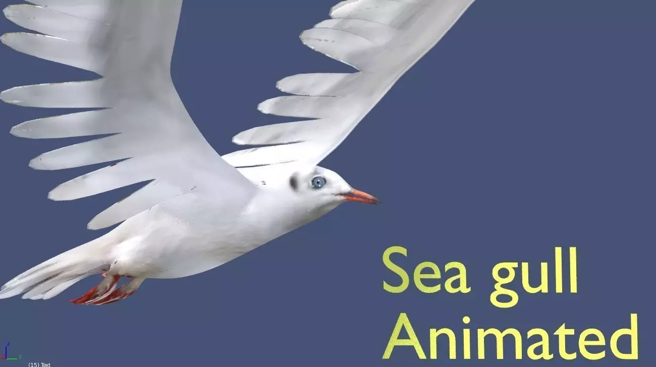 seagull animated 3D model