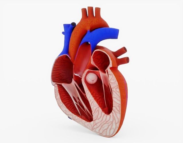 3D asset Human Heart Cross Section Anatomy CGTrader