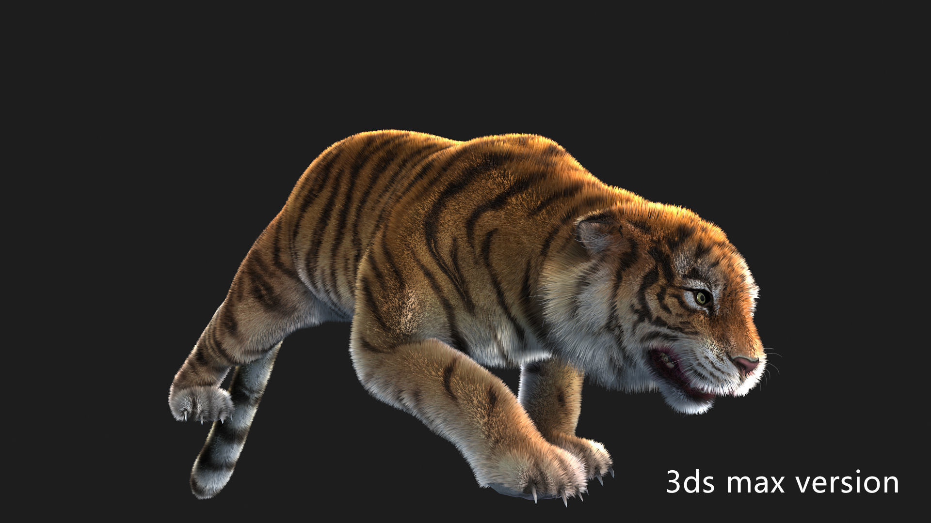 rigged tiger wild cat beast  Low-poly 3D model_11