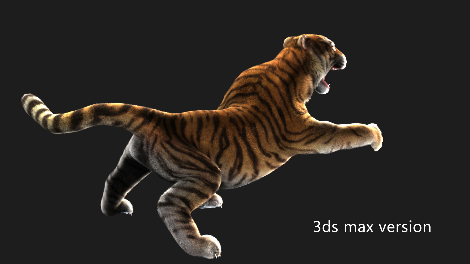 rigged tiger wild cat beast  Low-poly 3D model_12