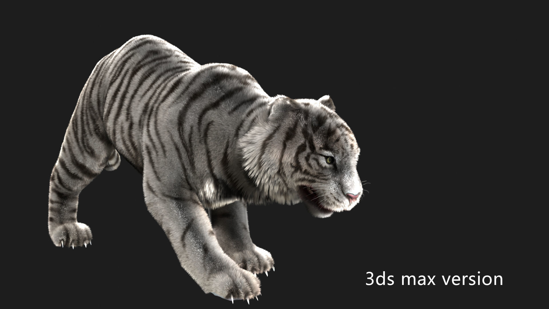rigged tiger wild cat beast  Low-poly 3D model_13