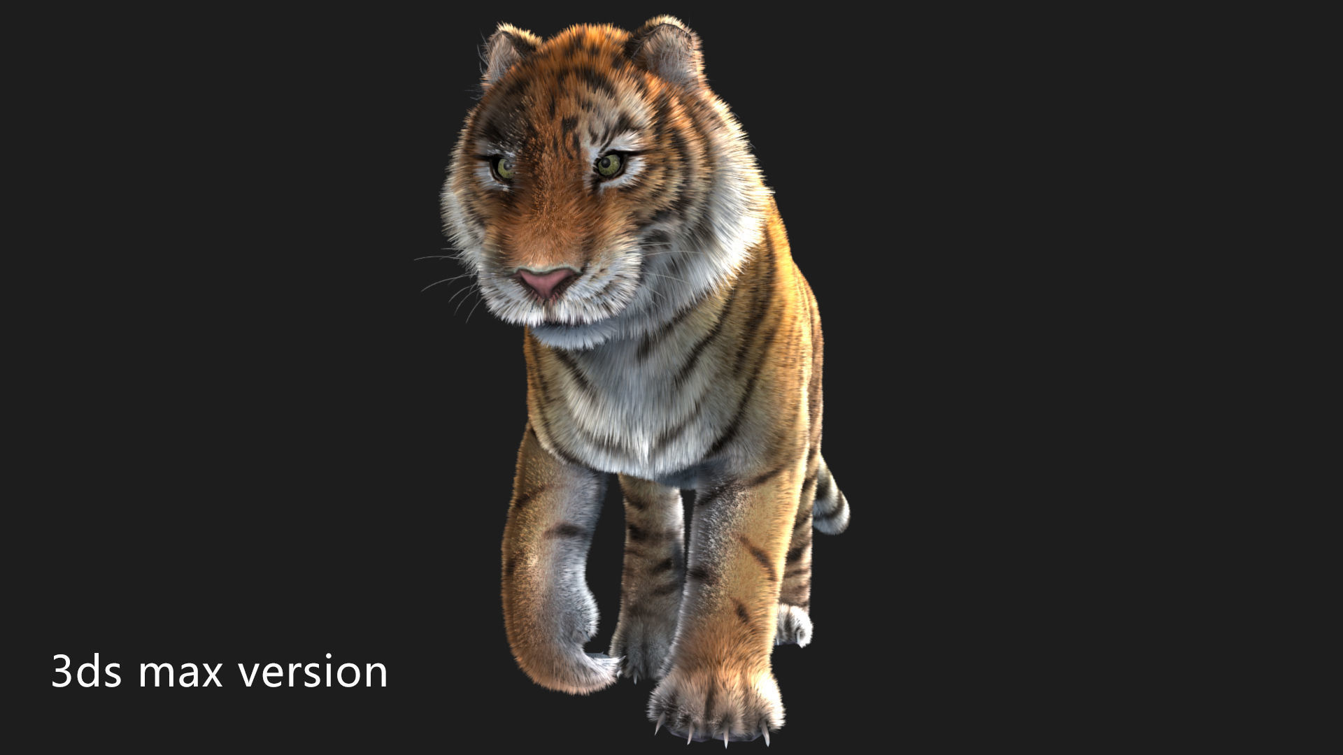 rigged tiger wild cat beast  Low-poly 3D model_8