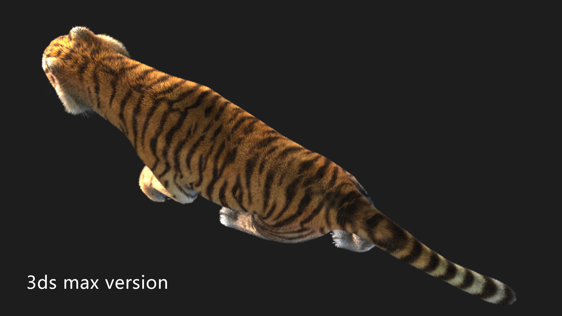 rigged tiger wild cat beast  Low-poly 3D model_9