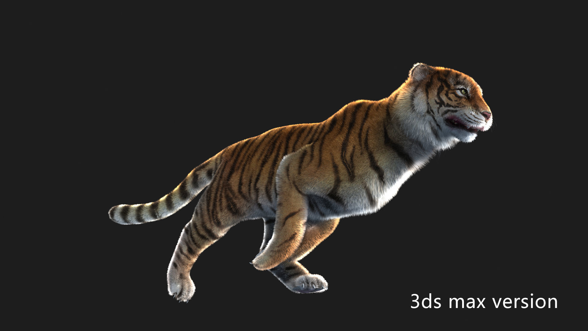 rigged tiger wild cat beast  Low-poly 3D model_10
