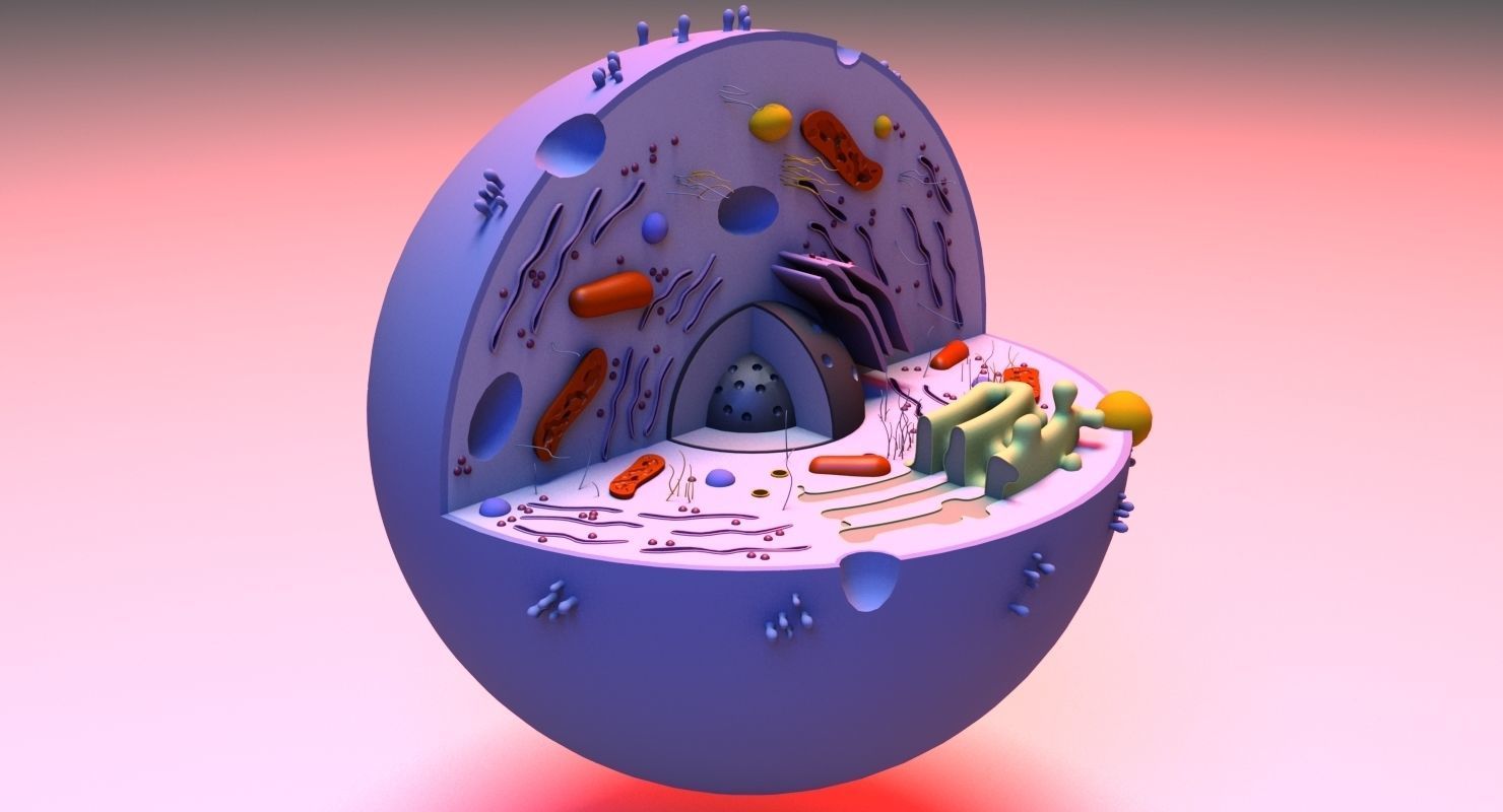 Cell 3D Model in circular shape 3D model_2