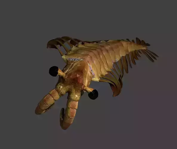 Anomalocaris sea creature with skeleton 3D model