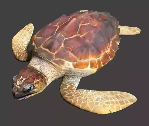 Sea turtle 3D model