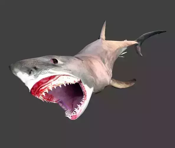 Great white shark Low-poly 3D model