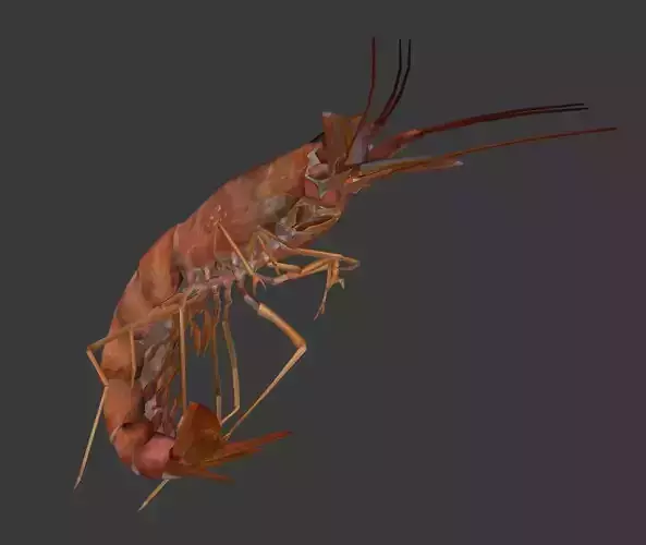 Shrimp 3D model