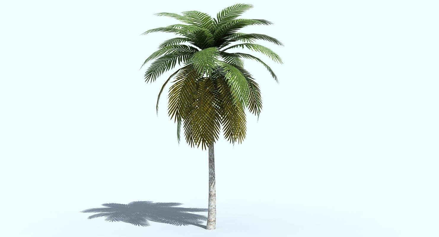 Palm Tree 3D model_1