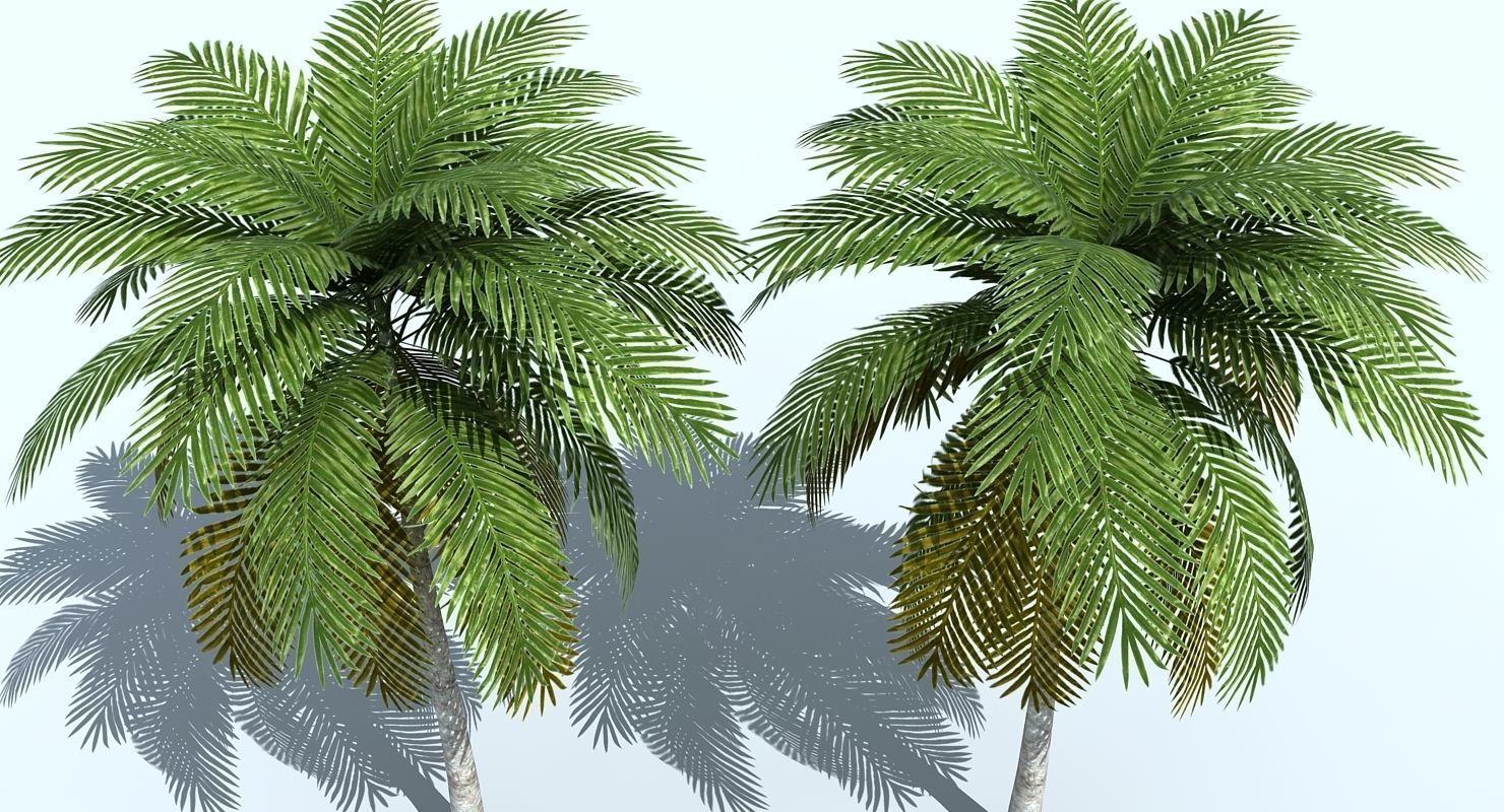 Palm Tree 3D model_2