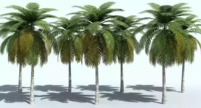 Palm Tree 3D model