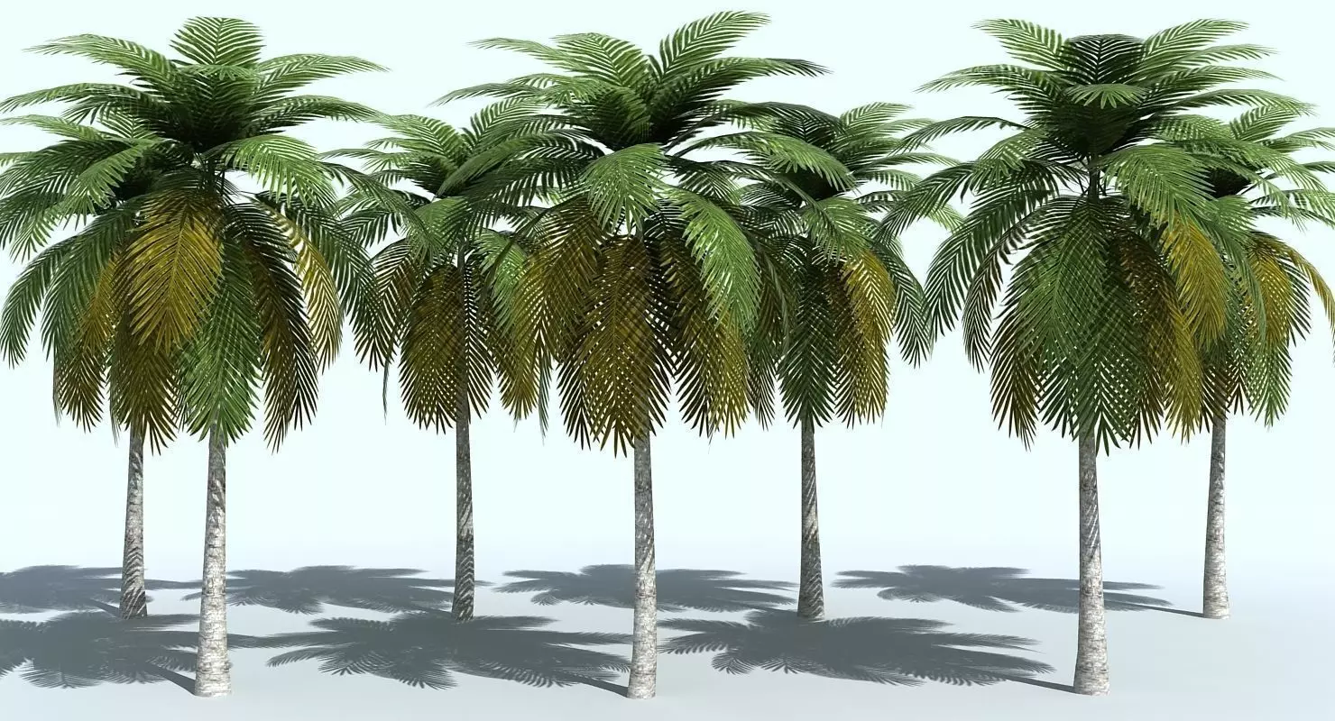 Palm Tree 3D model_0