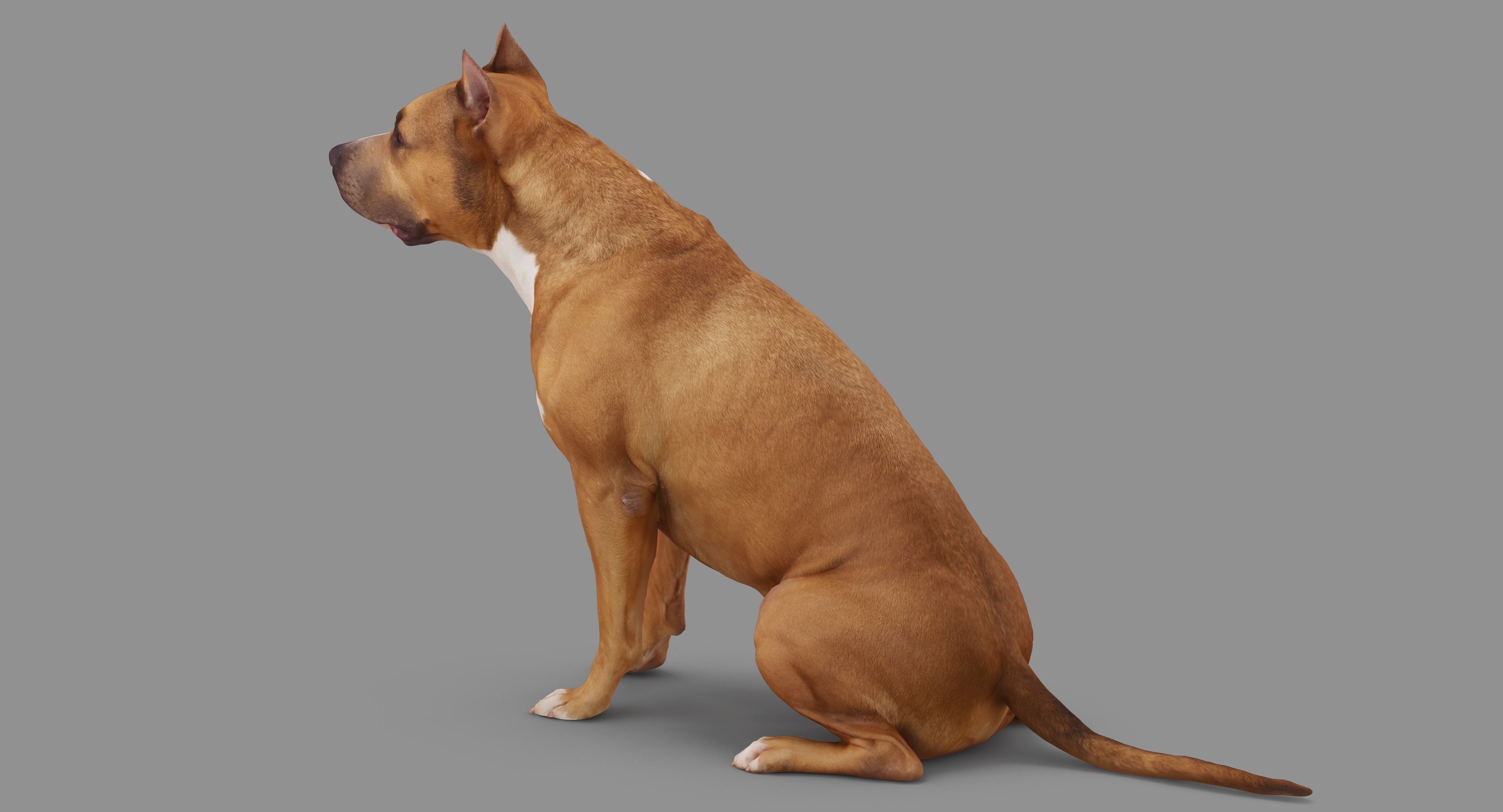 Staffordshire Terrier Dog Low-poly 3D model_77
