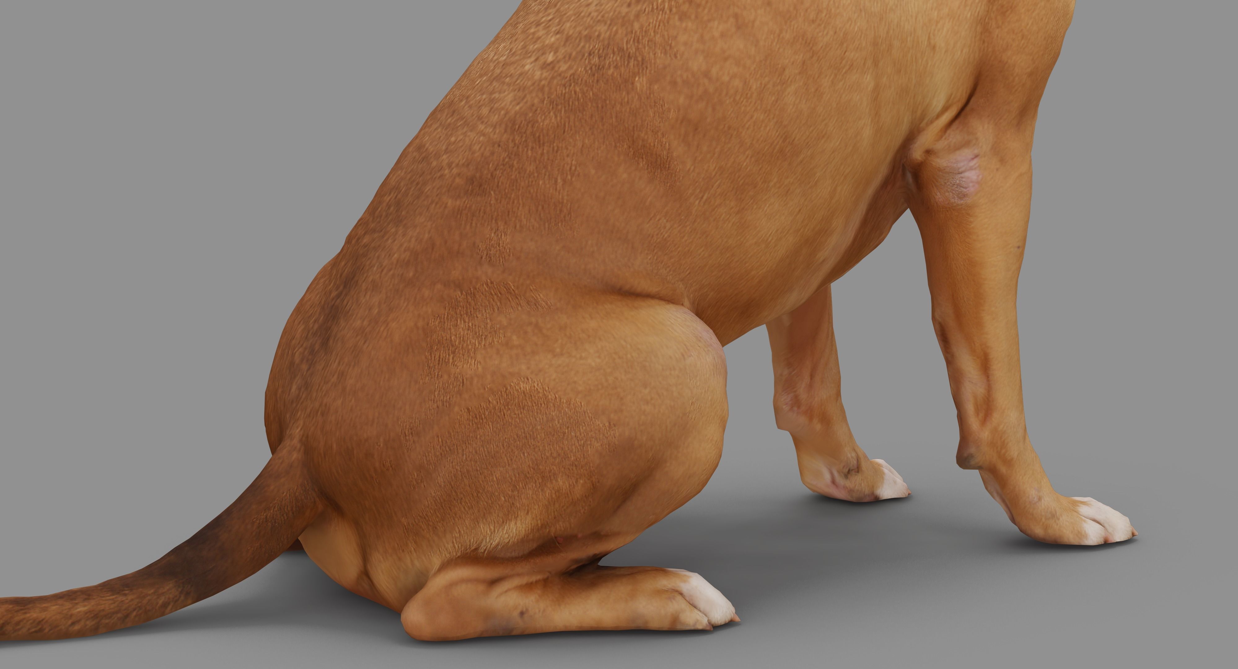 Staffordshire Terrier Dog Low-poly 3D model_25