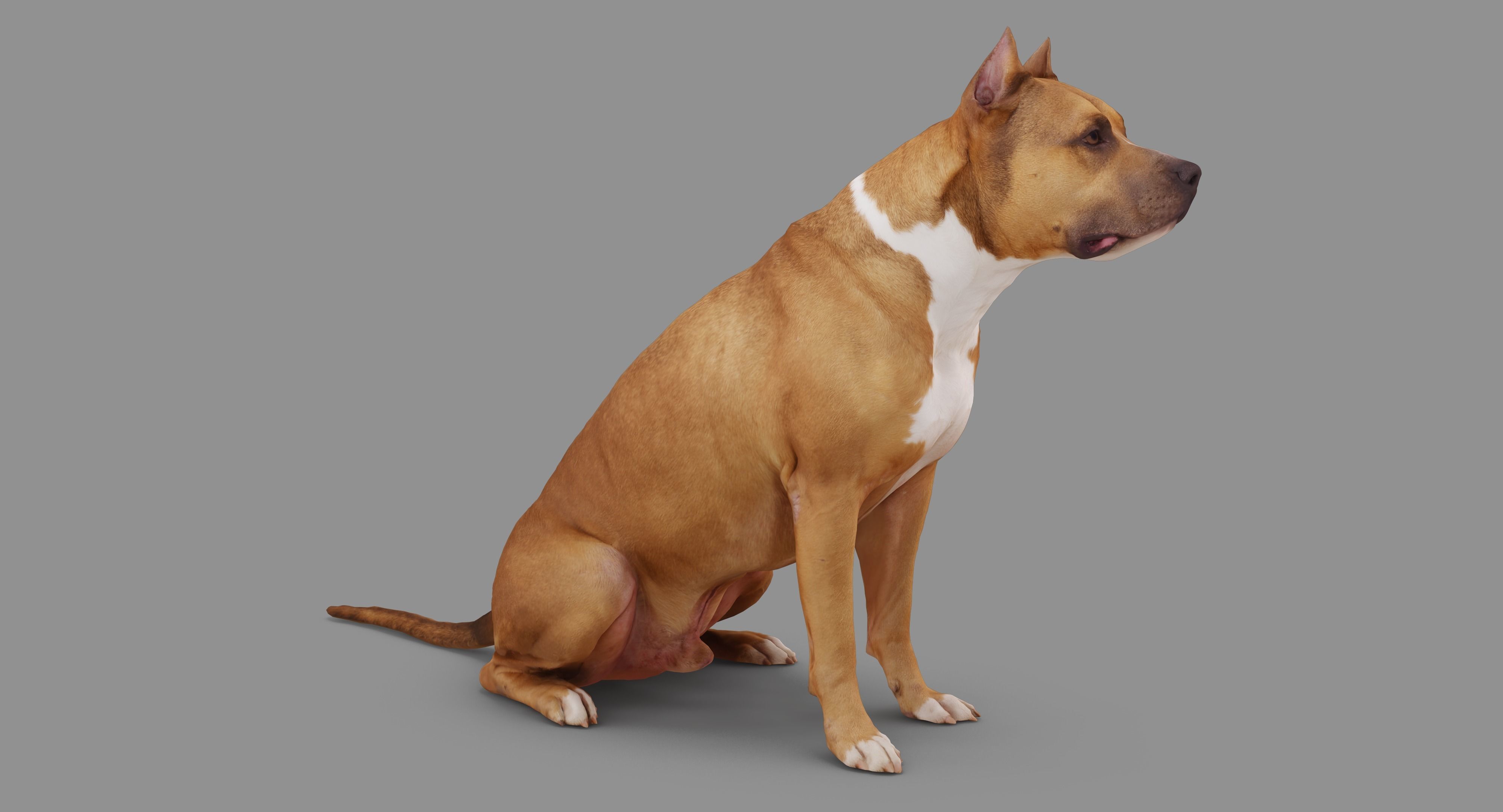 Staffordshire Terrier Dog Low-poly 3D model_53