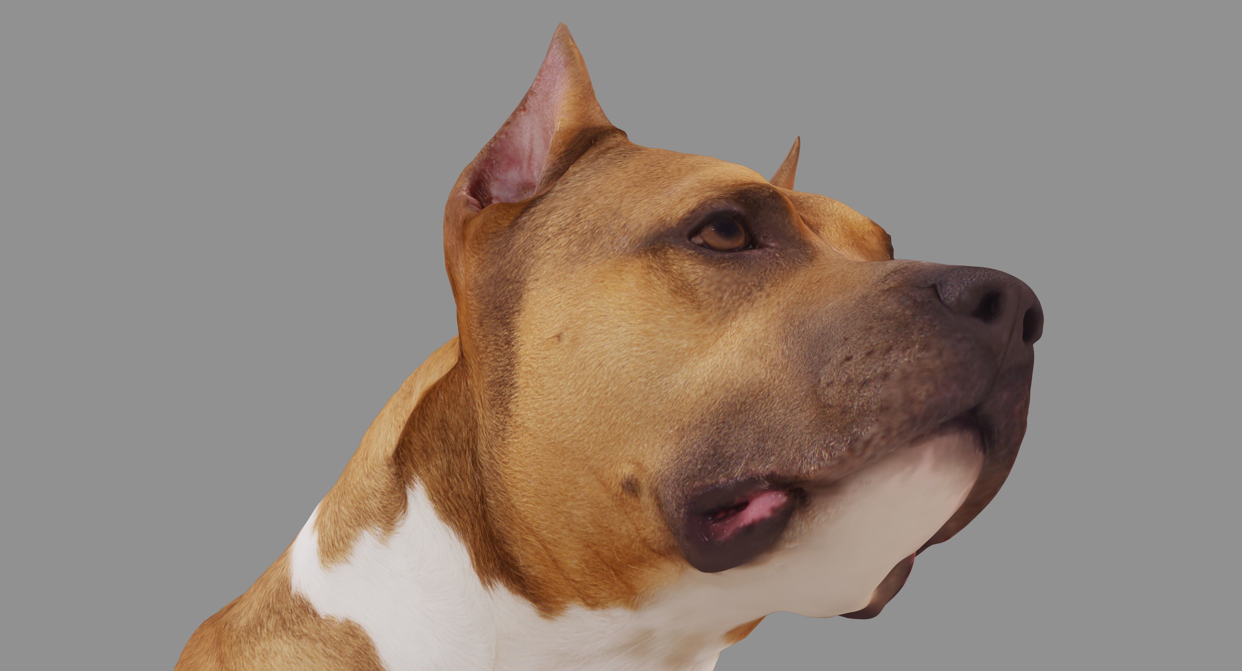 Staffordshire Terrier Dog Low-poly 3D model_17