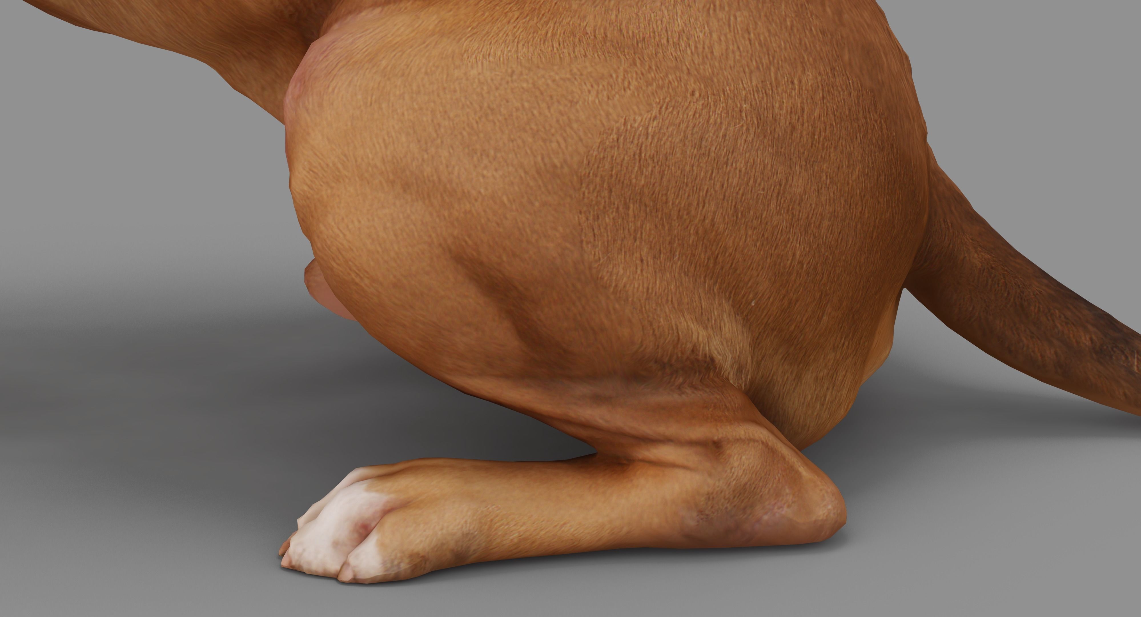 Staffordshire Terrier Dog Low-poly 3D model_35