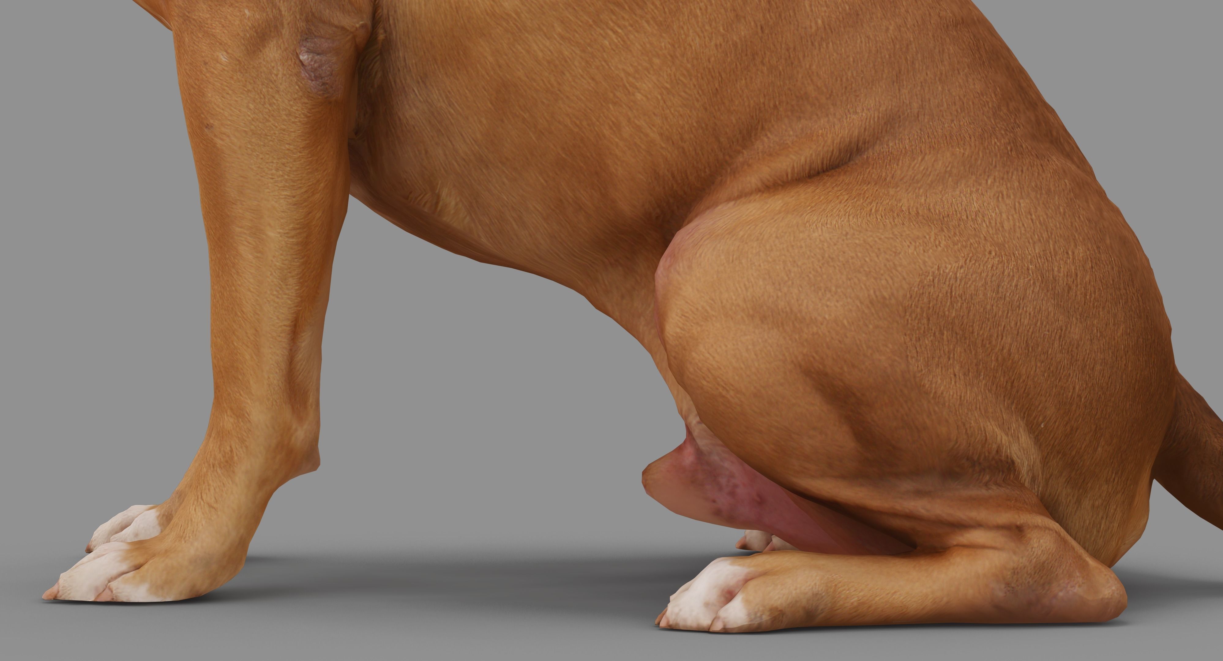 Staffordshire Terrier Dog Low-poly 3D model_39
