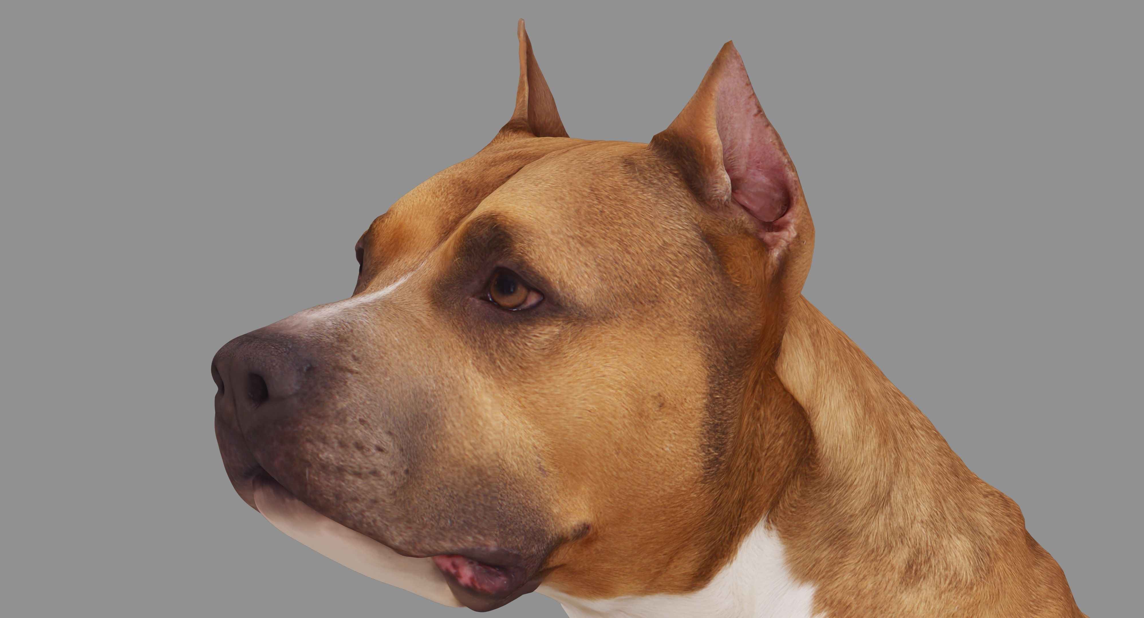 Staffordshire Terrier Dog Low-poly 3D model_7