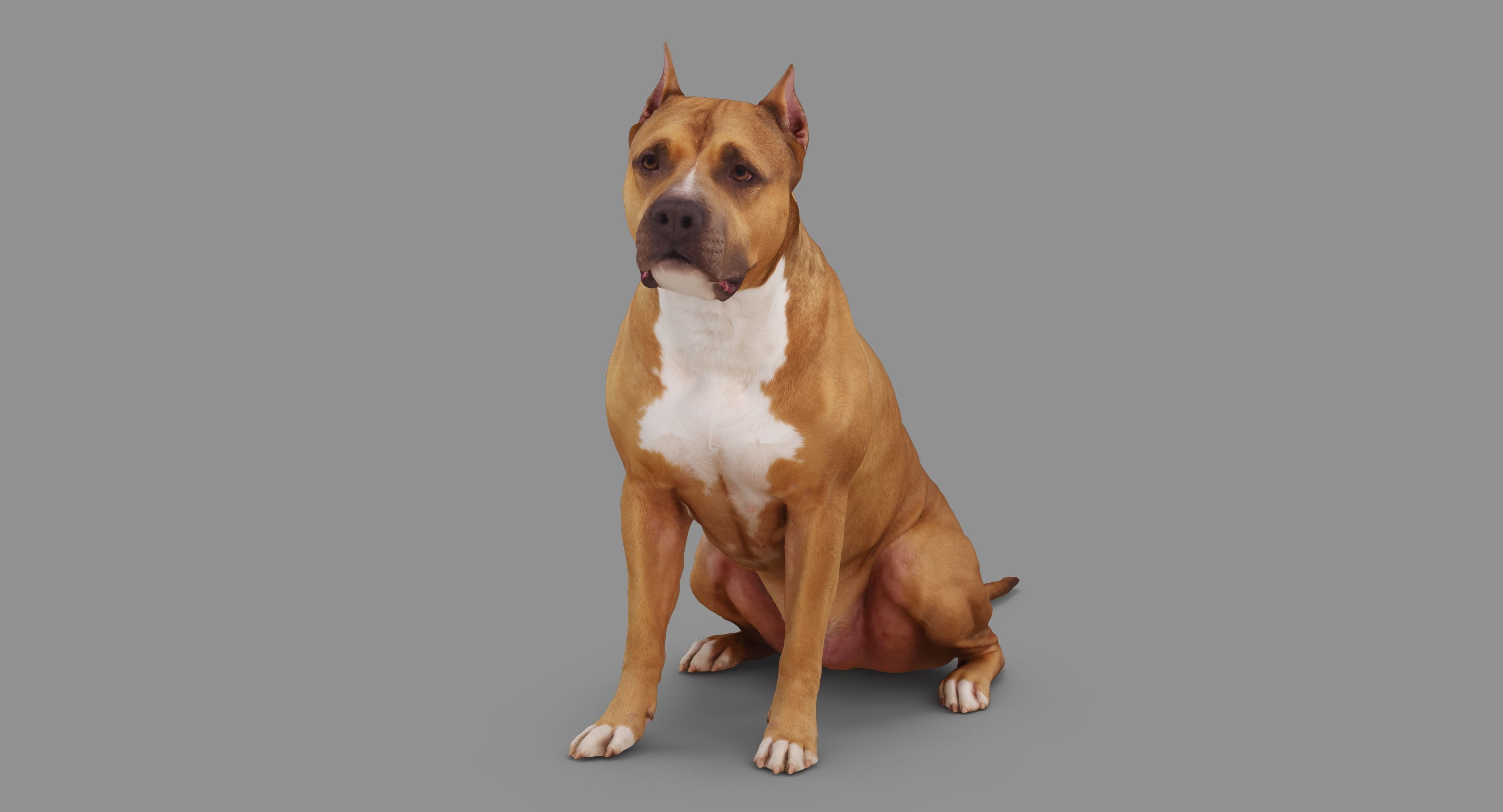 Staffordshire Terrier Dog Low-poly 3D model_43