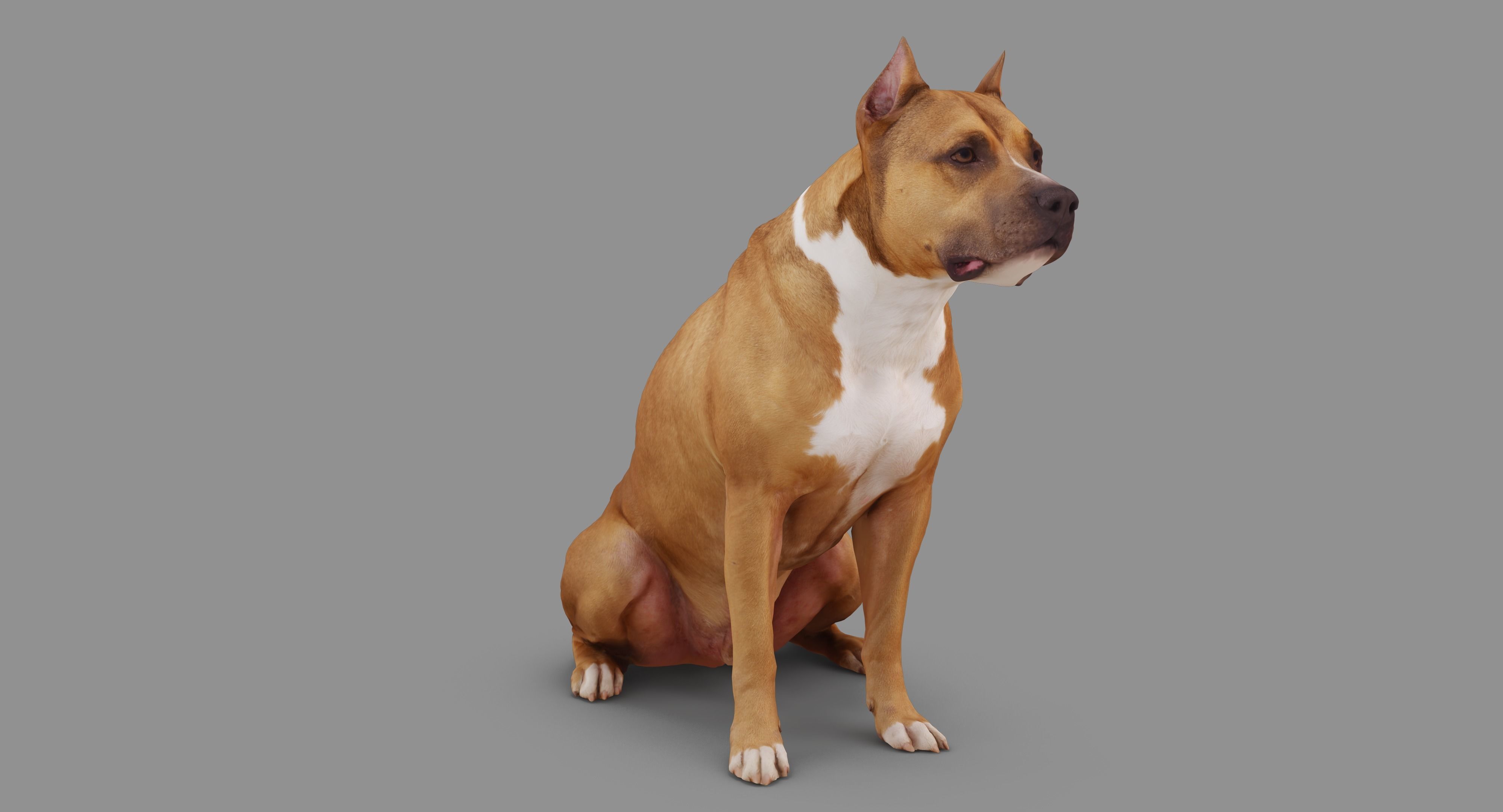 Staffordshire Terrier Dog Low-poly 3D model_49