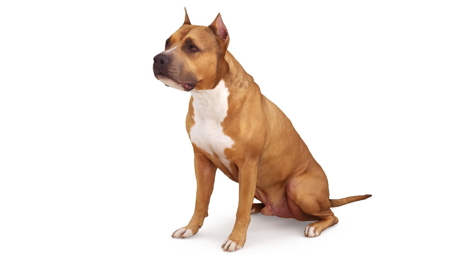 Staffordshire Terrier Dog Low-poly 3D model_0