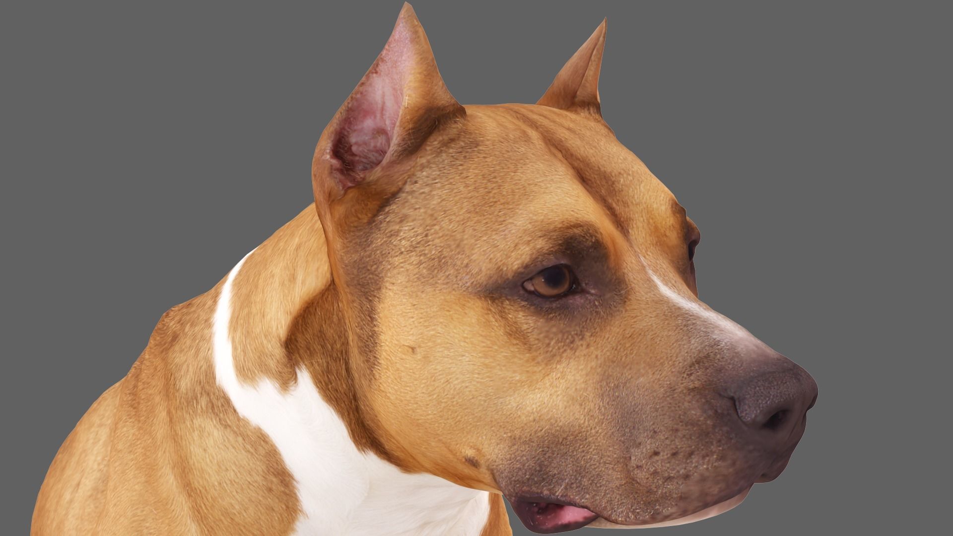Staffordshire Terrier Dog Low-poly 3D model_2