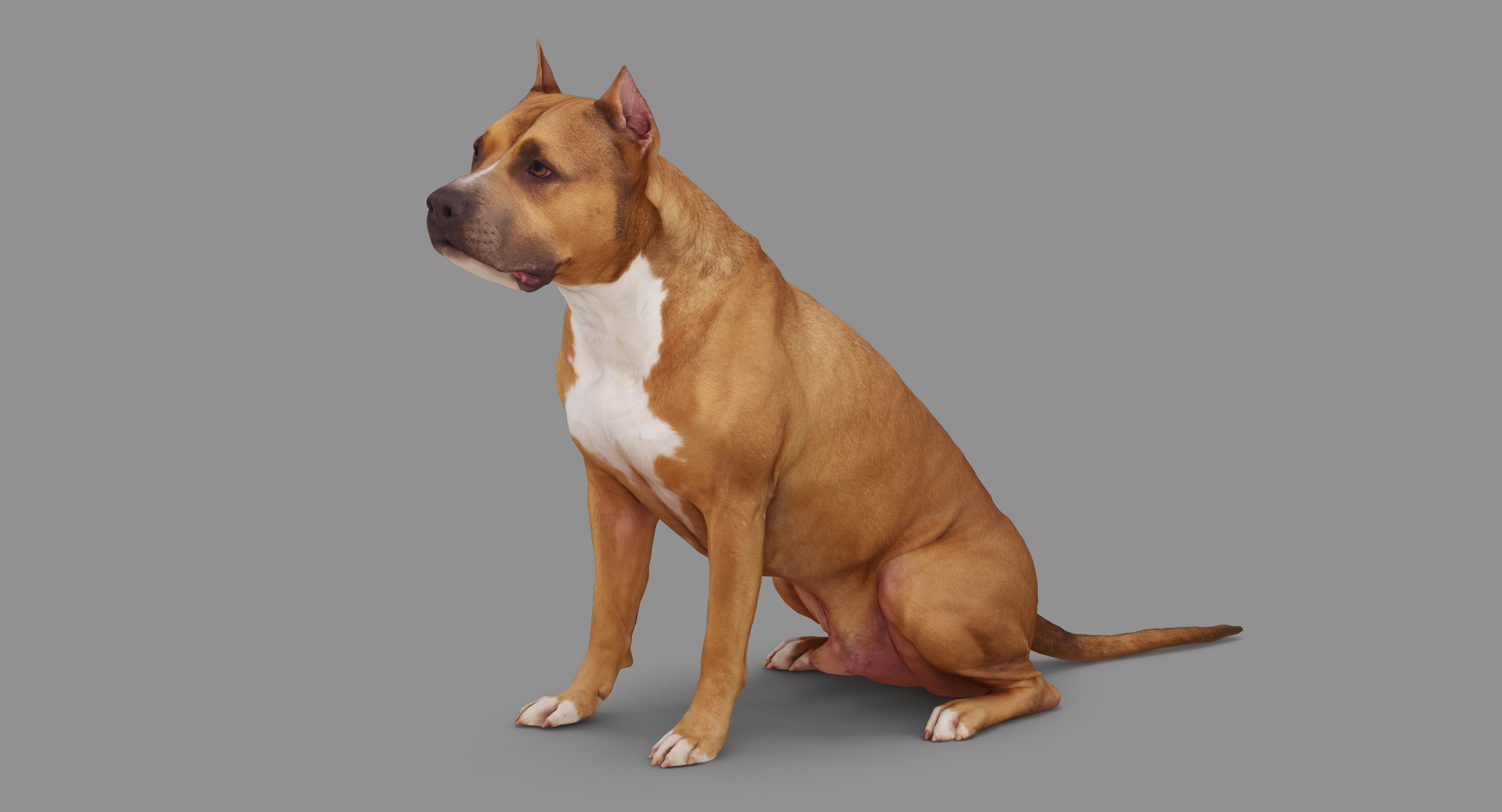 Staffordshire Terrier Dog Low-poly 3D model_85
