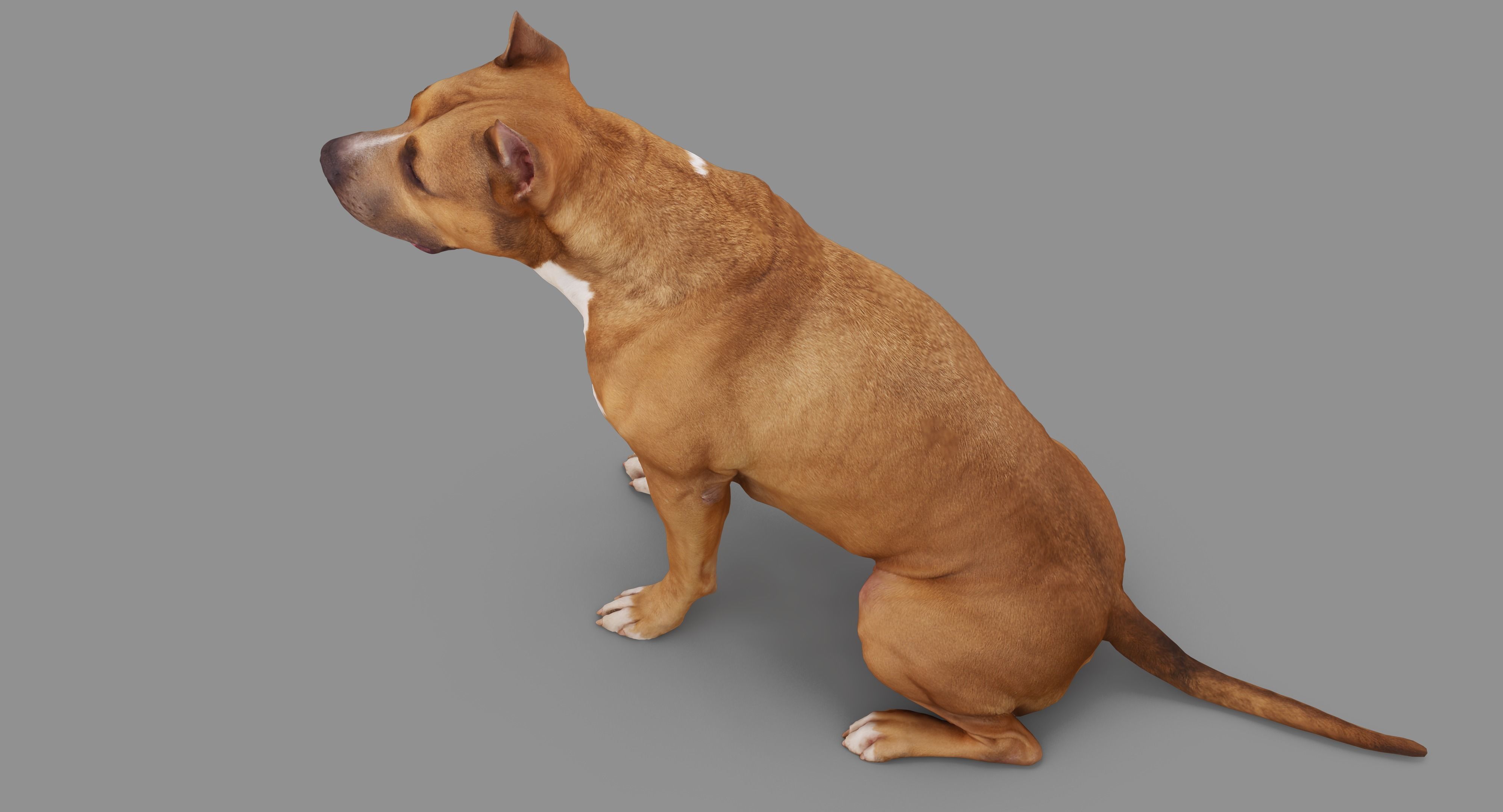 Staffordshire Terrier Dog Low-poly 3D model_41