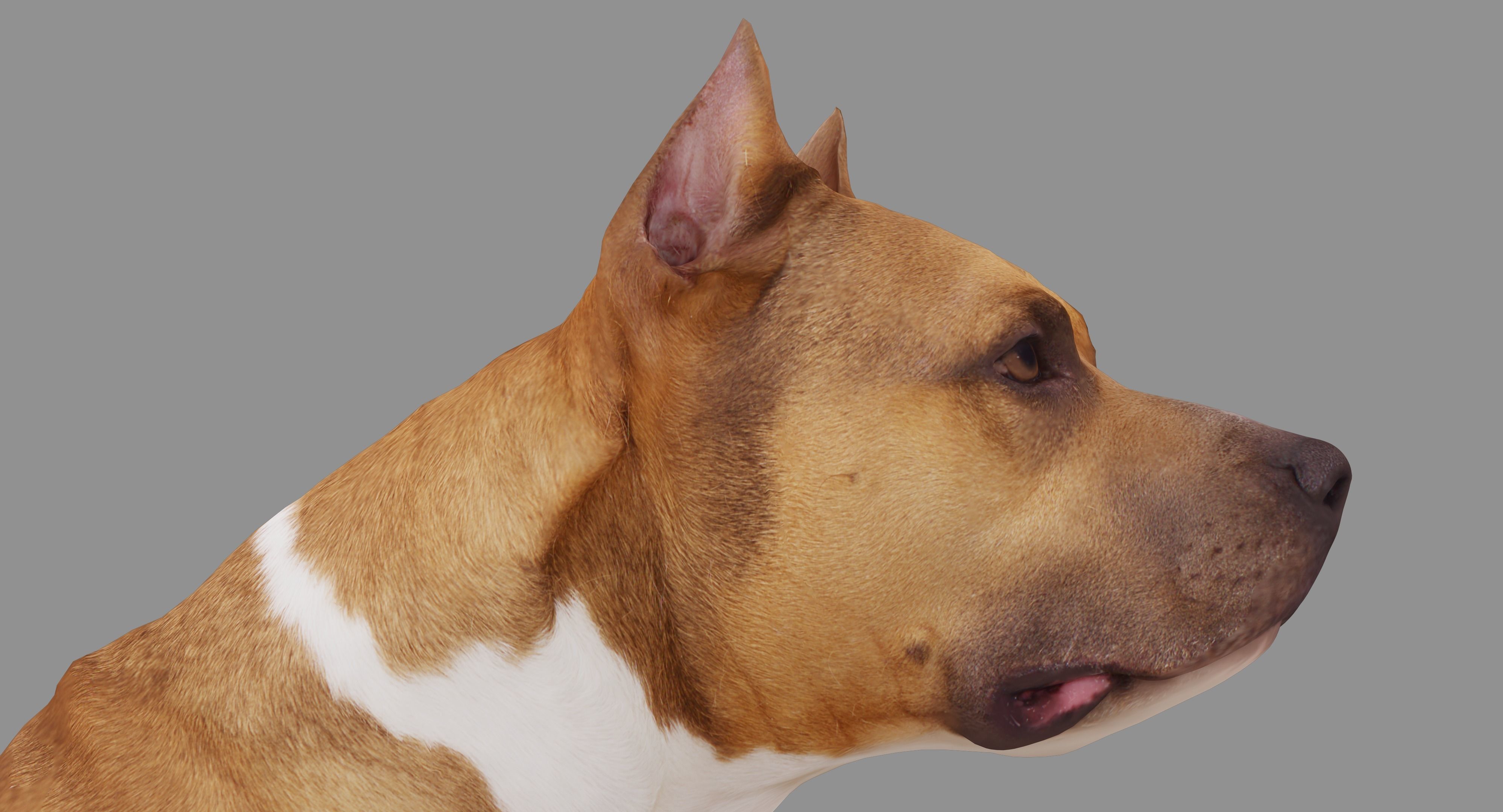 Staffordshire Terrier Dog Low-poly 3D model_11