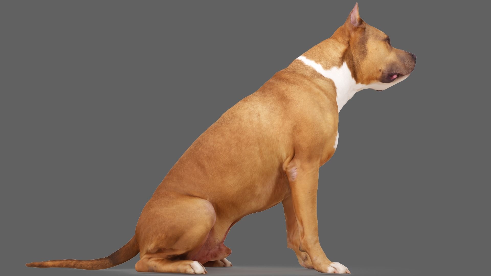 Staffordshire Terrier Dog Low-poly 3D model_5