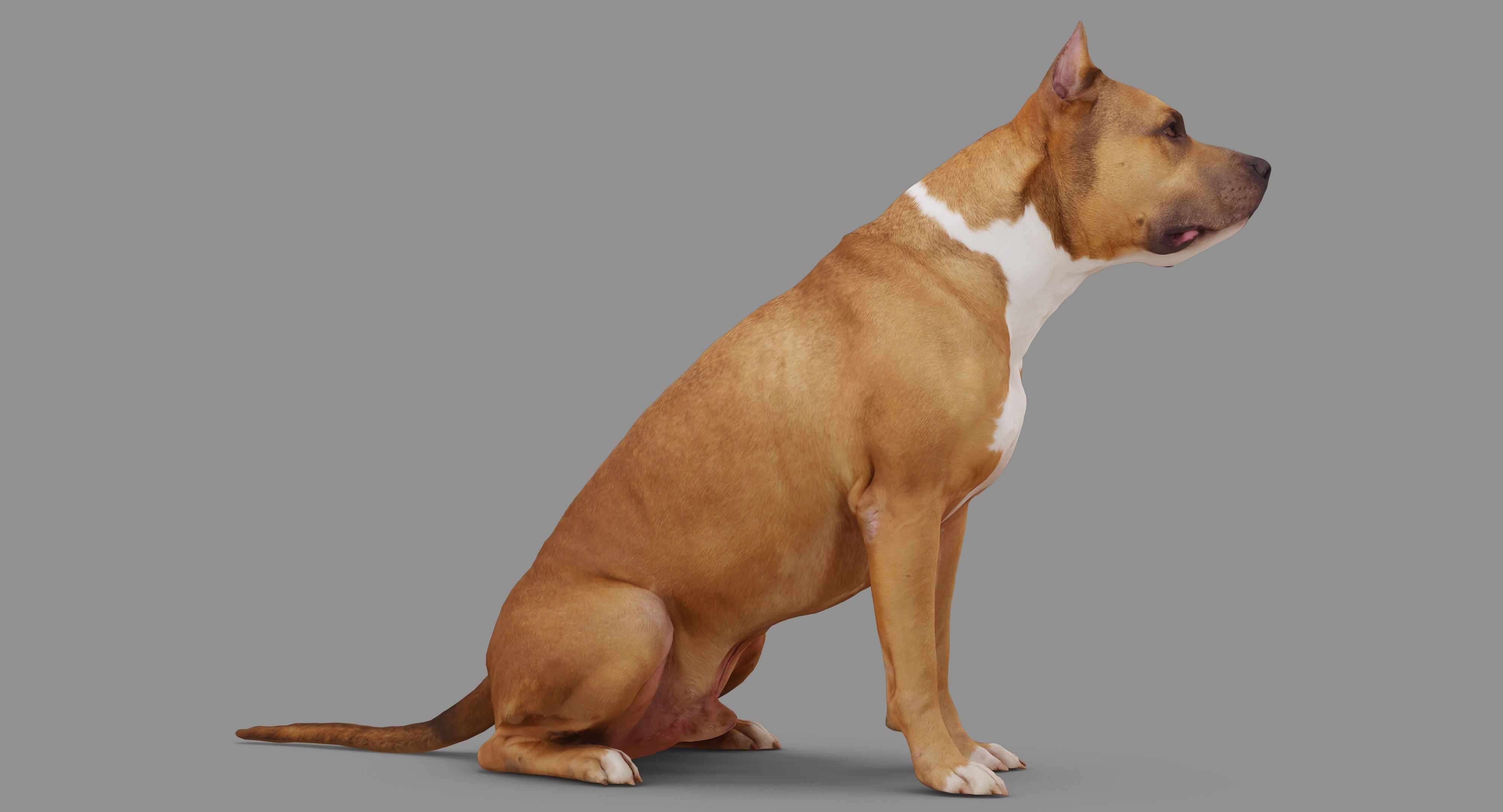 Staffordshire Terrier Dog Low-poly 3D model_21