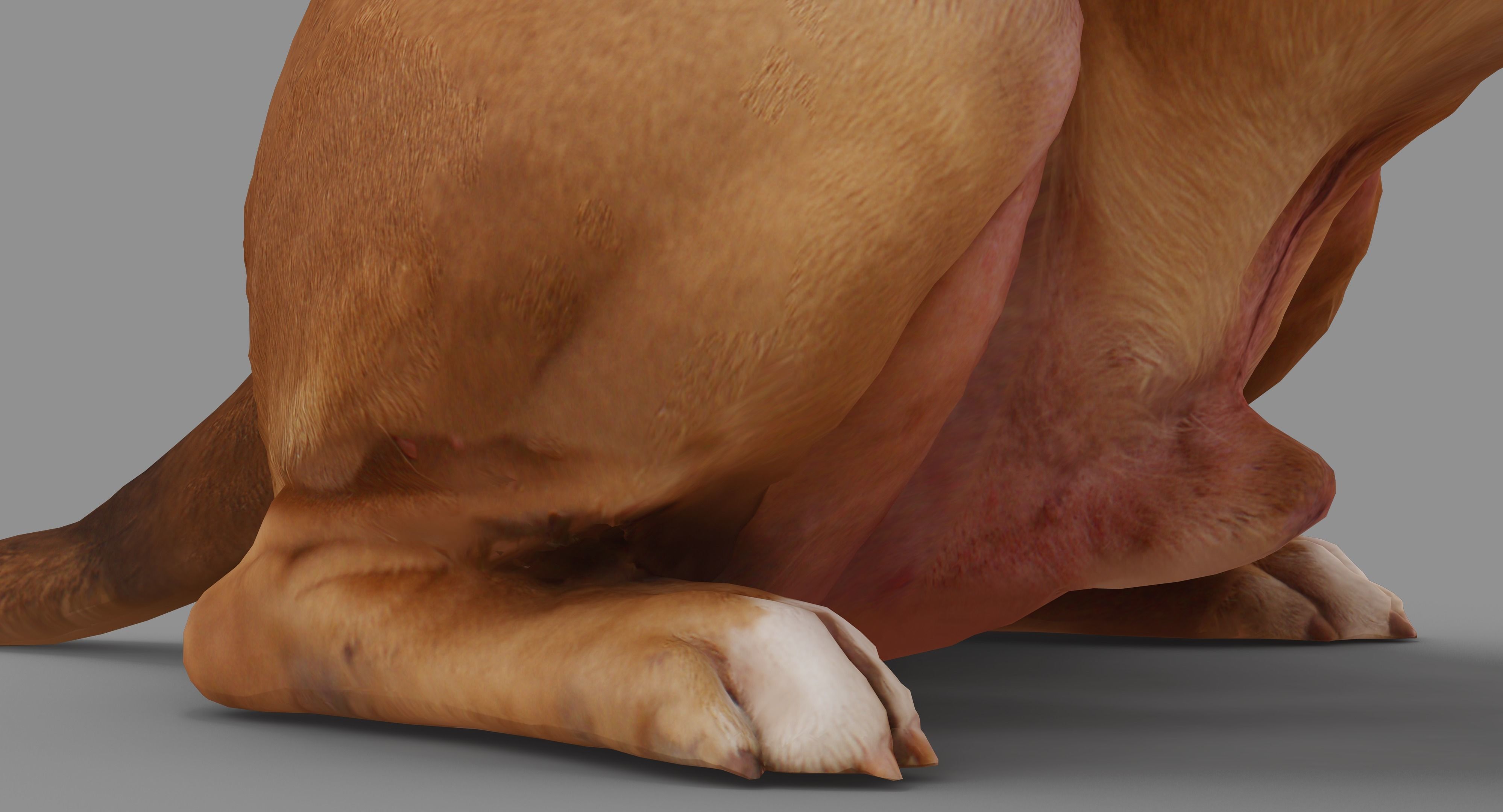 Staffordshire Terrier Dog Low-poly 3D model_31