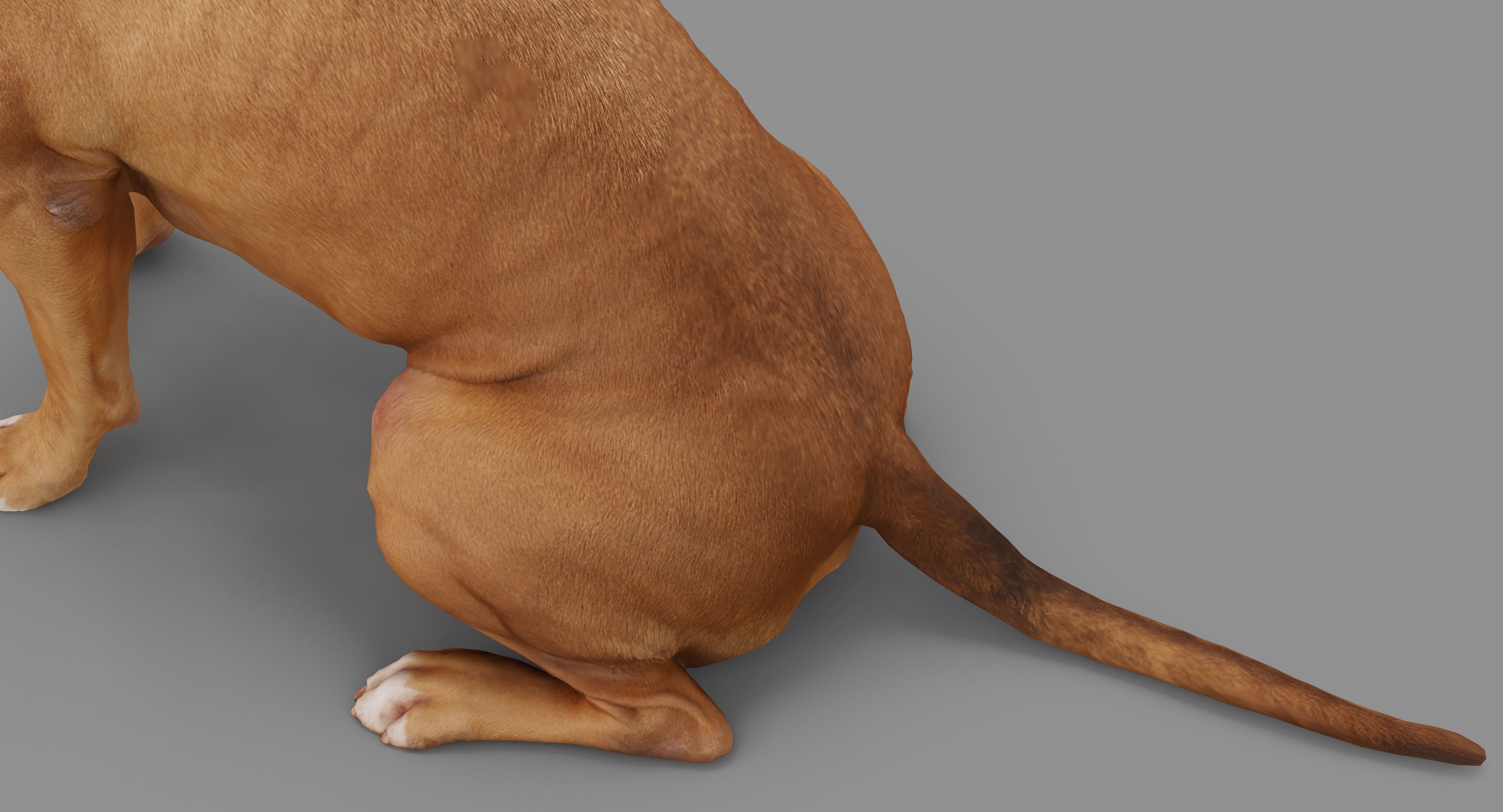 Staffordshire Terrier Dog Low-poly 3D model_37
