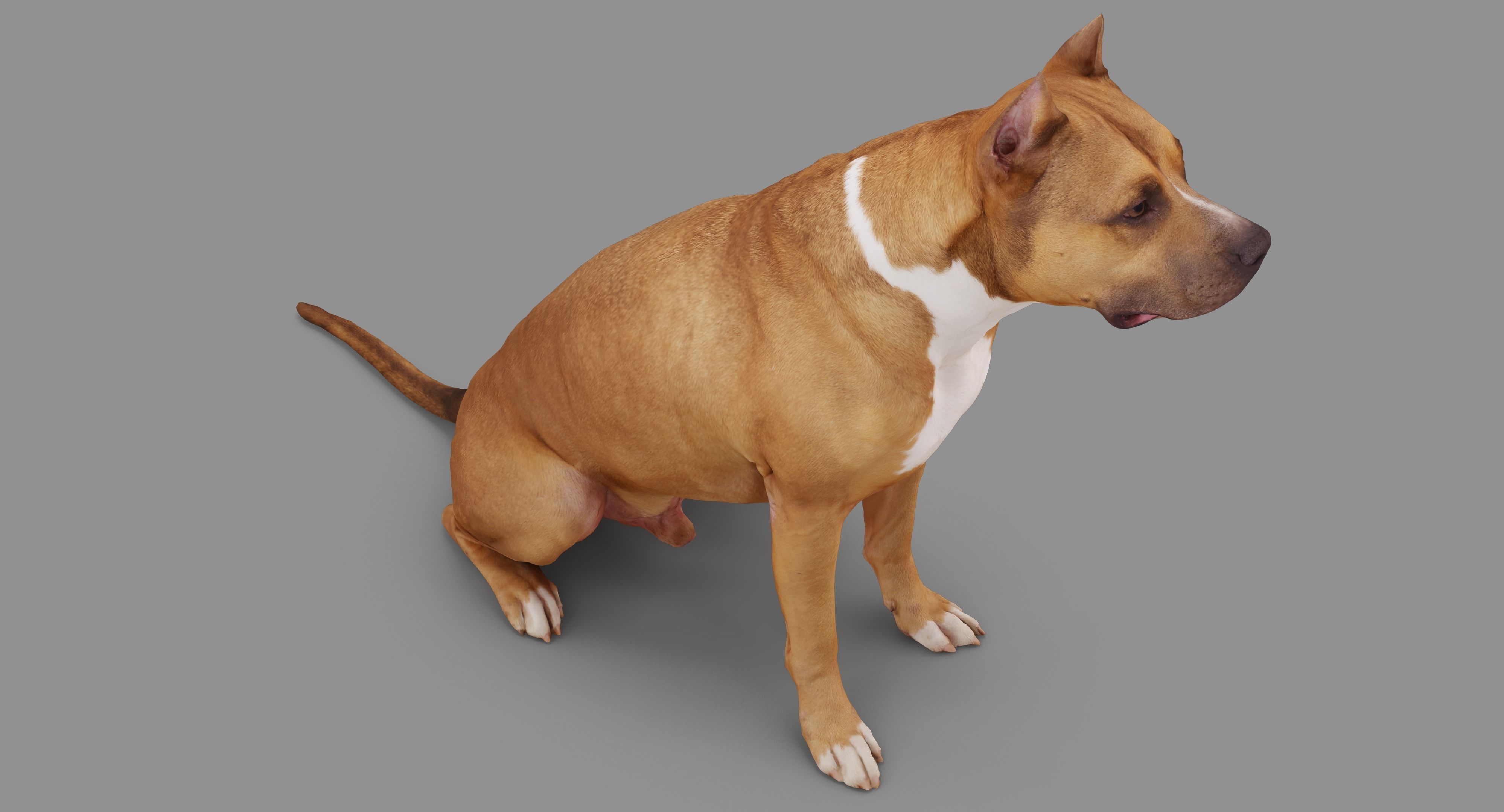 Staffordshire Terrier Dog Low-poly 3D model_23