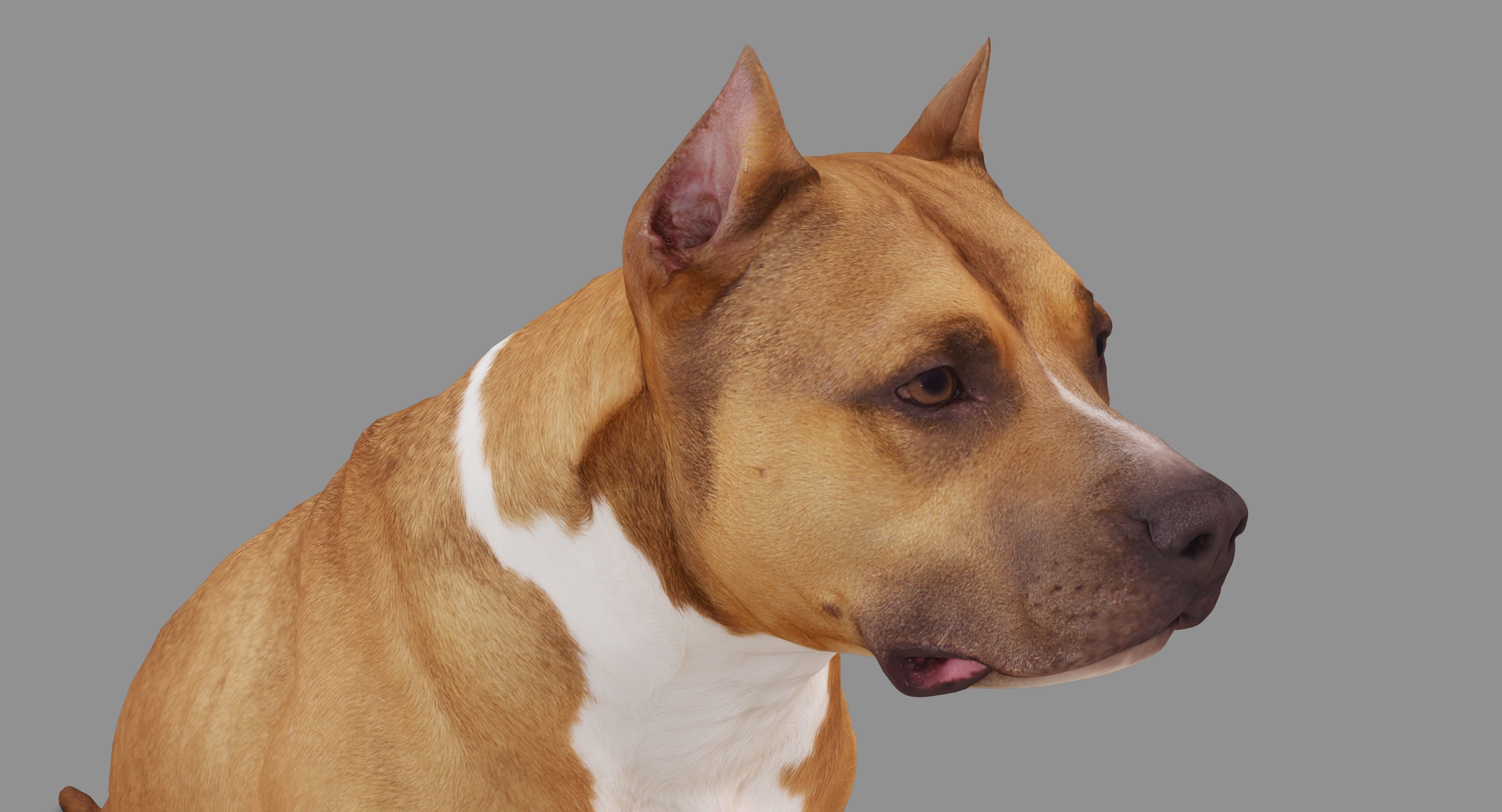 Staffordshire Terrier Dog Low-poly 3D model_19