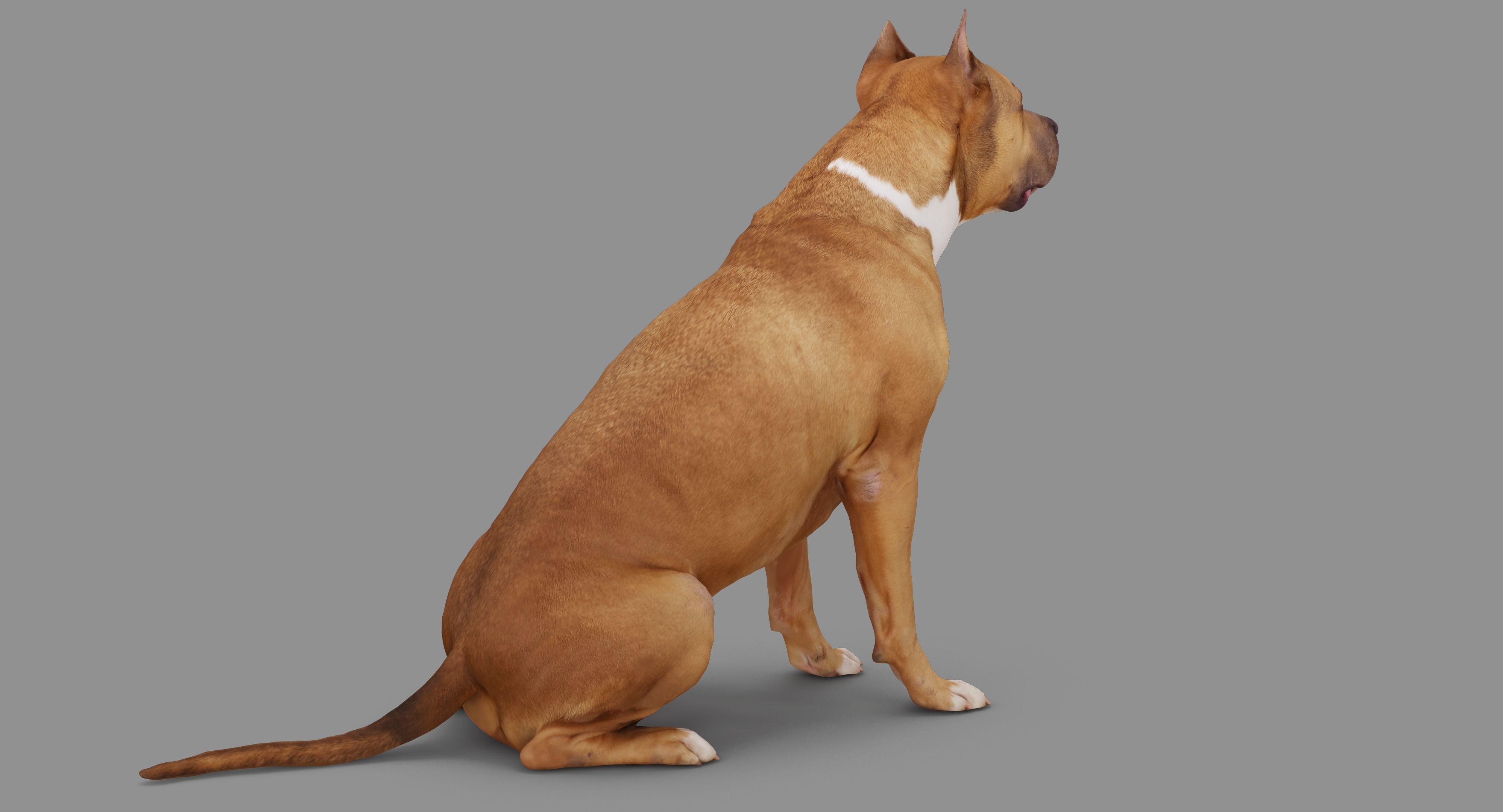 Staffordshire Terrier Dog Low-poly 3D model_61