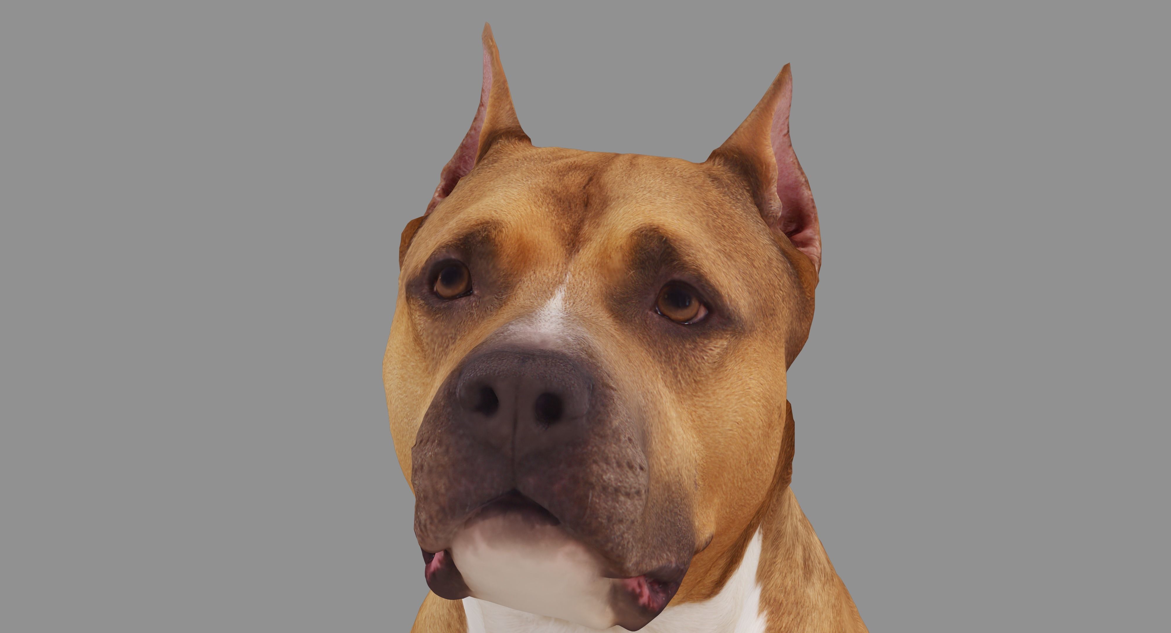 Staffordshire Terrier Dog Low-poly 3D model_9