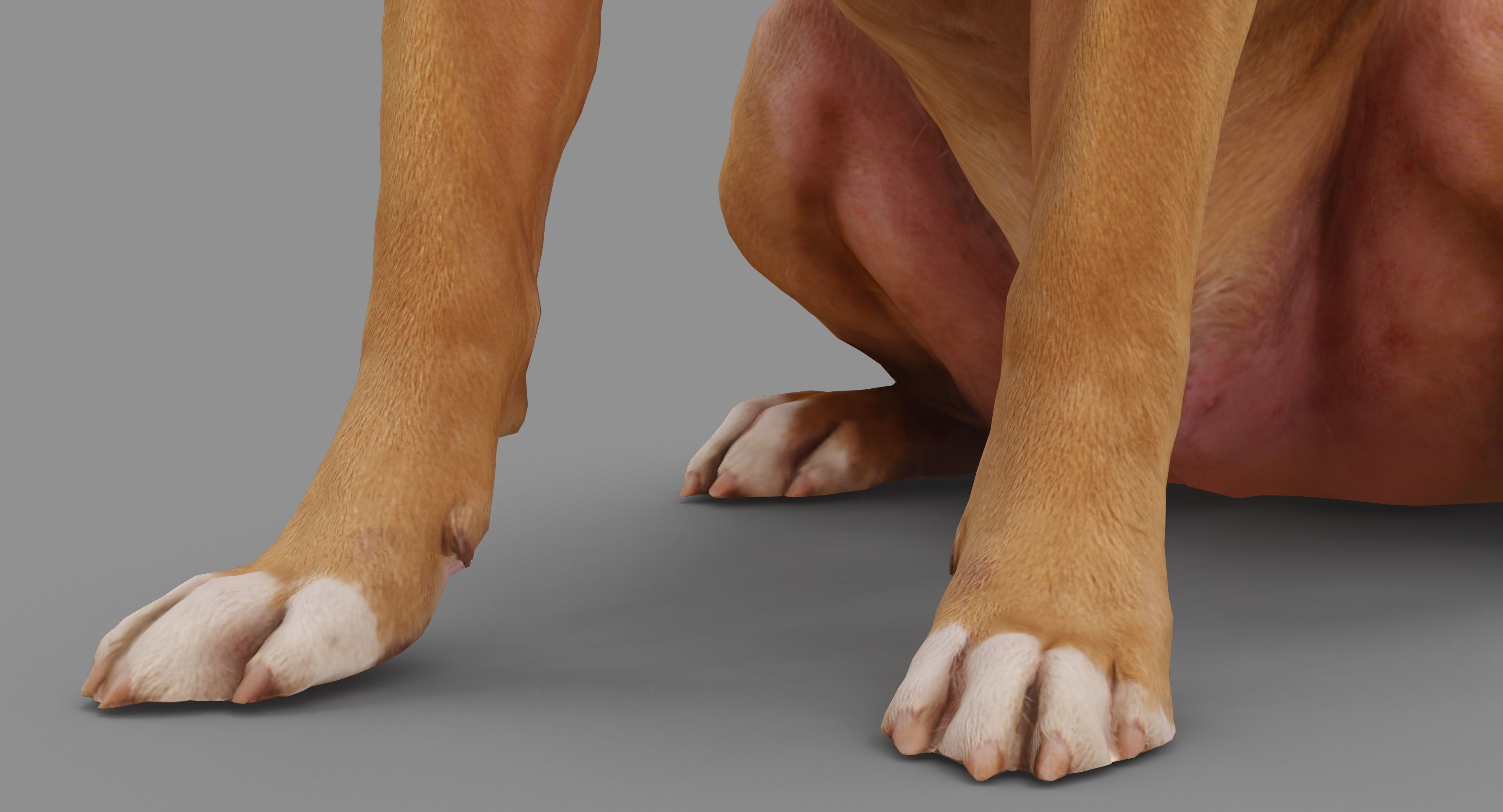 Staffordshire Terrier Dog Low-poly 3D model_15