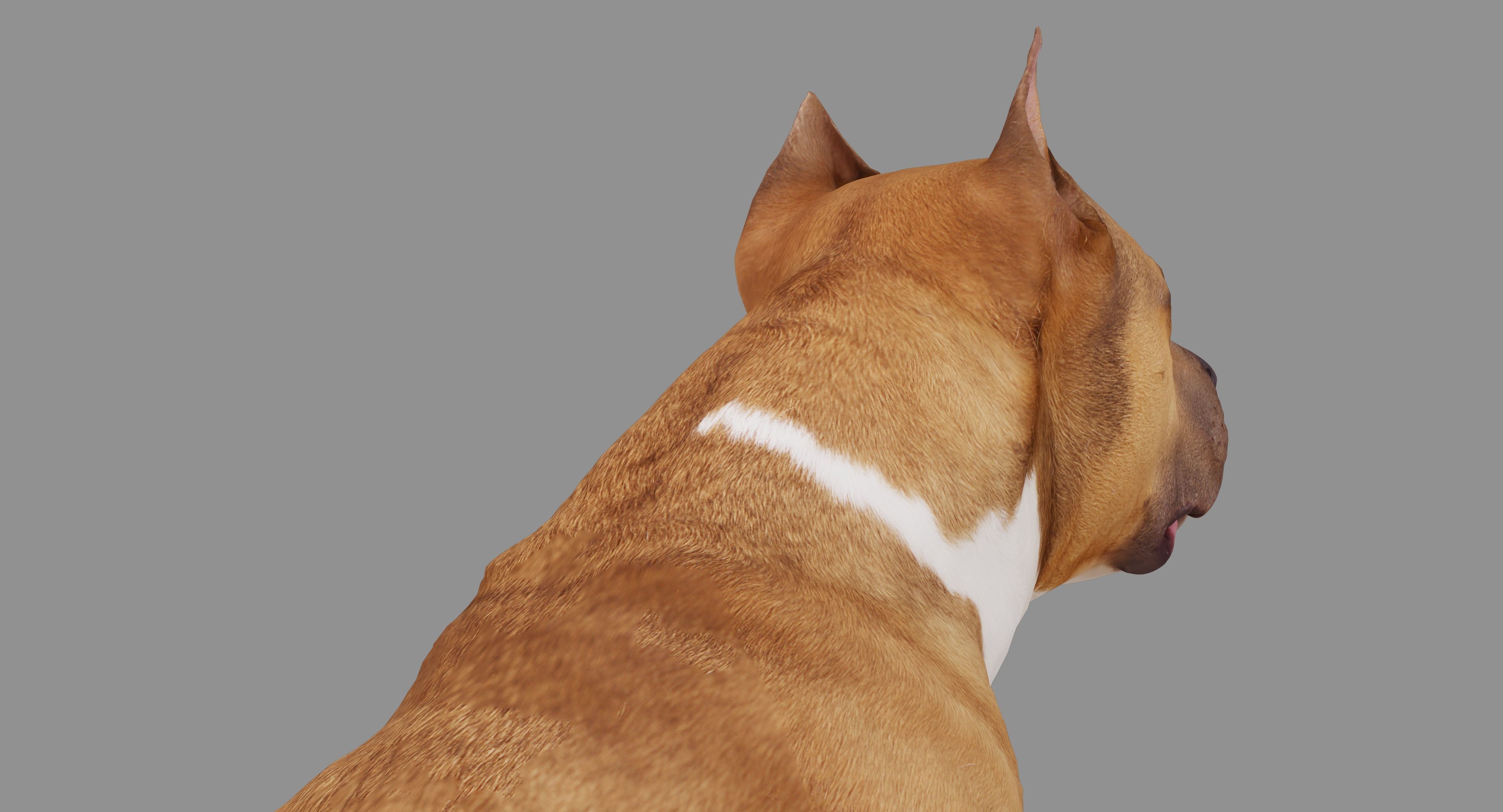 Staffordshire Terrier Dog Low-poly 3D model_27