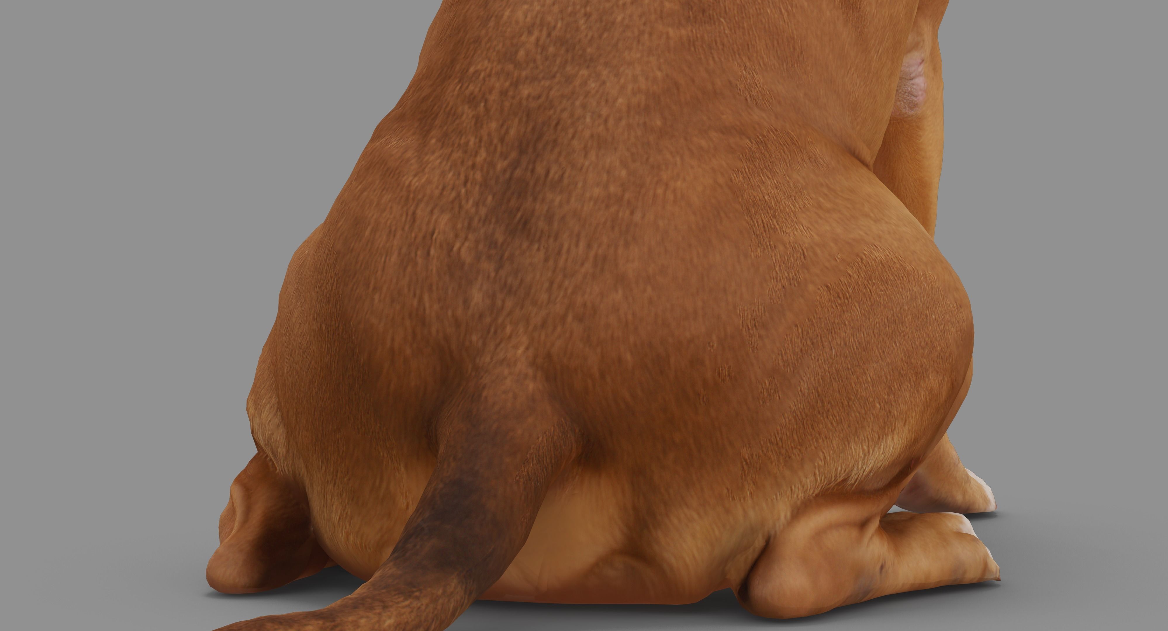 Staffordshire Terrier Dog Low-poly 3D model_33
