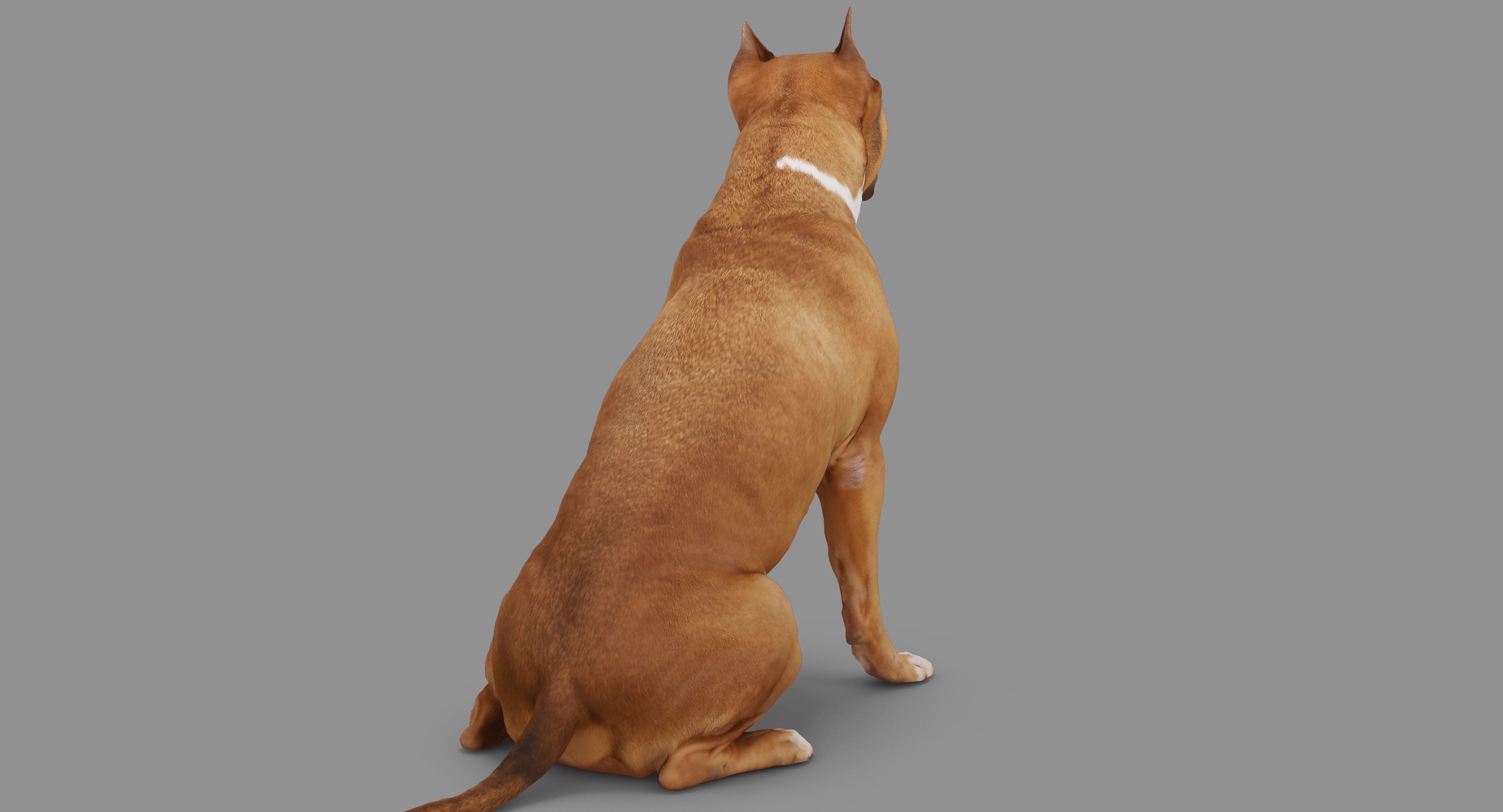 Staffordshire Terrier Dog Low-poly 3D model_65