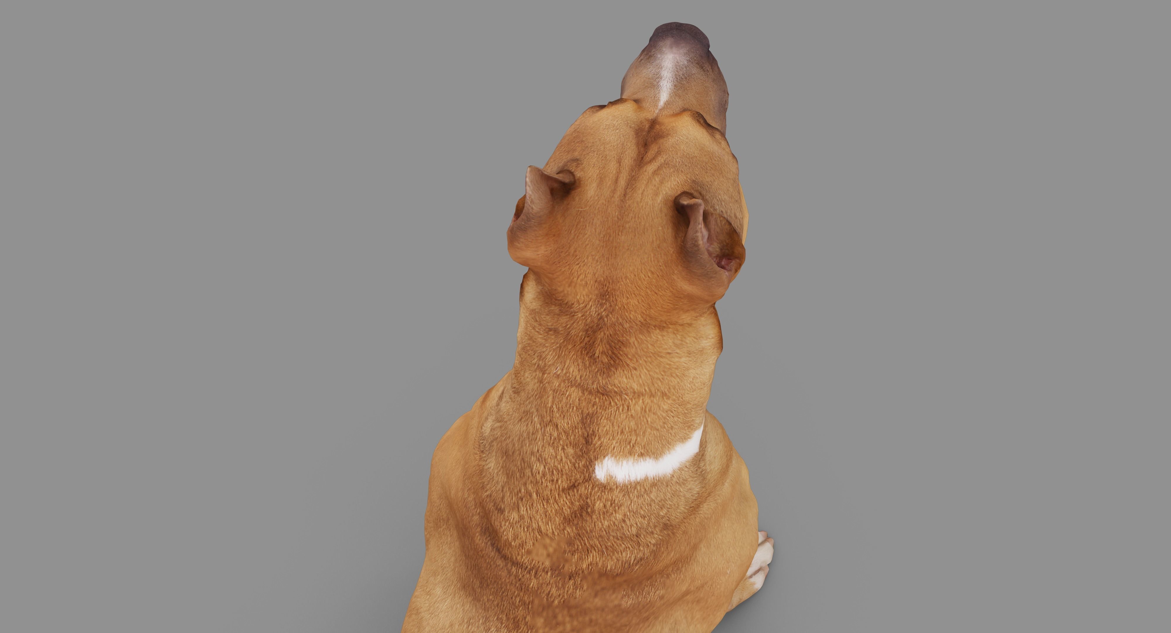 Staffordshire Terrier Dog Low-poly 3D model_29