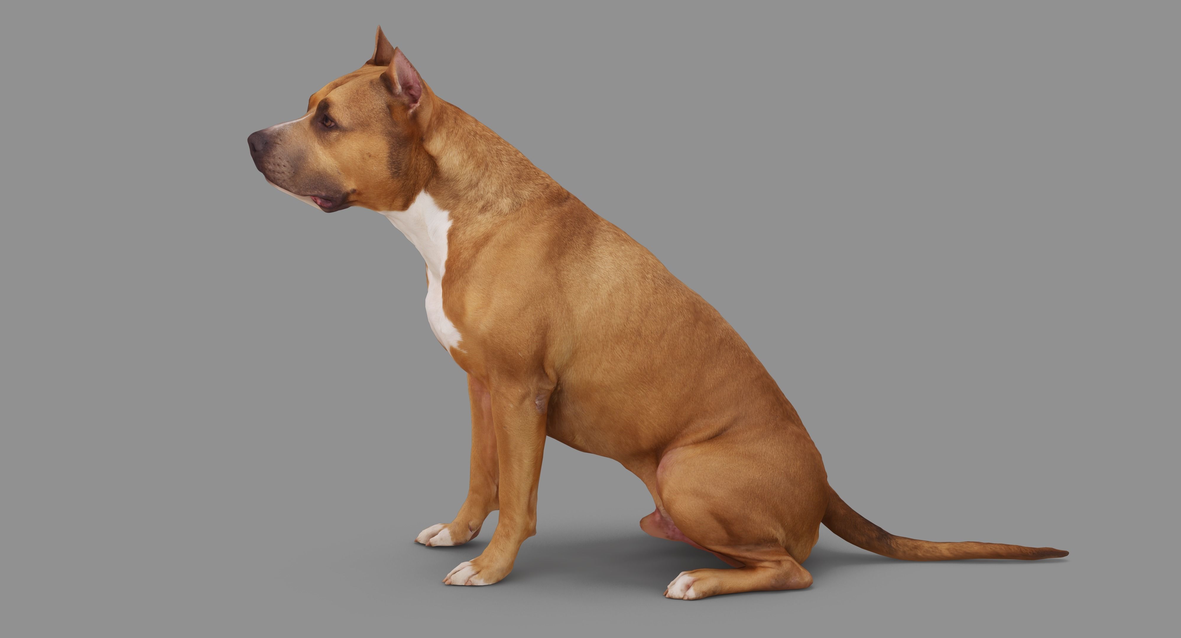 Staffordshire Terrier Dog Low-poly 3D model_81
